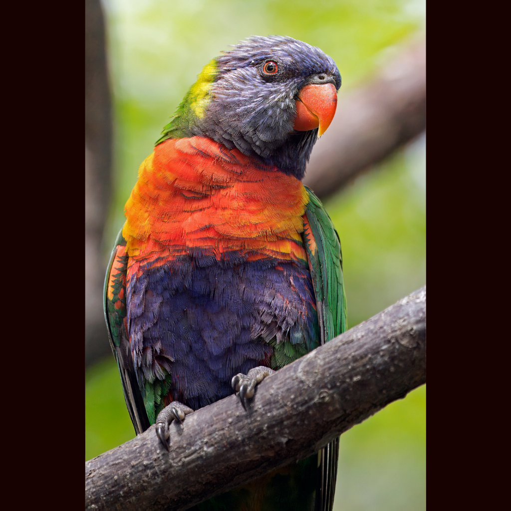Blank Greeting Card - Rainbow Lorikeet Photo