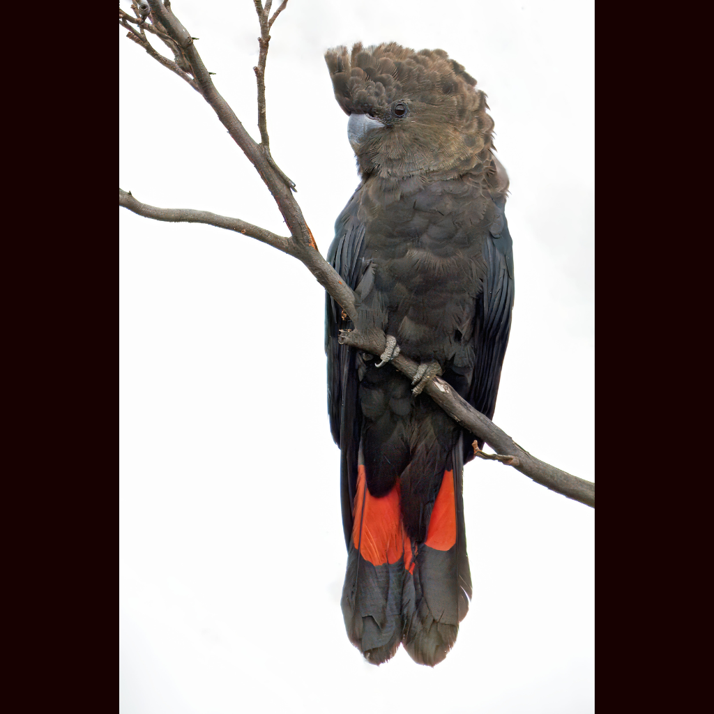Blank Greeting Card - Male Glossy Black-cockatoo Photo
