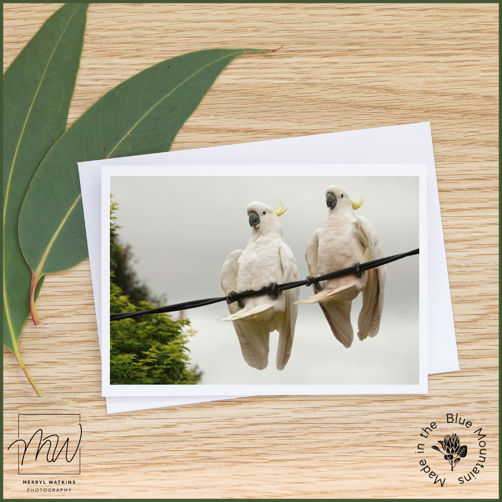 Blank Greeting Card - The Balancing Act - Sulphur-crested Cockatoos Photo