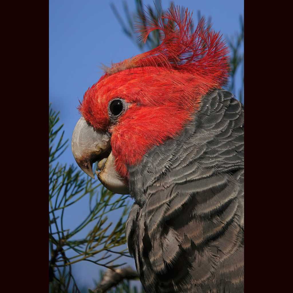 Blank Greeting Card - Male Gang-gang Photo