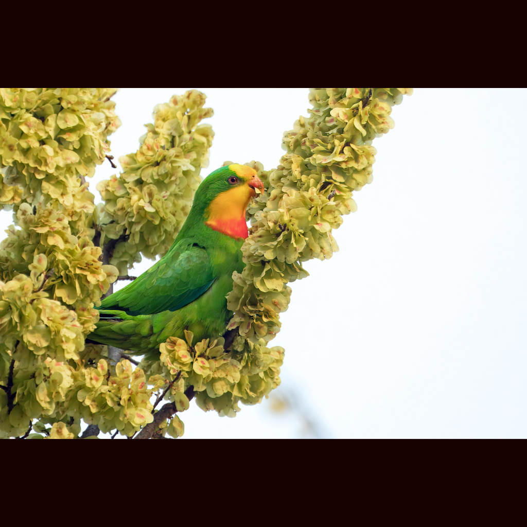 Blank Greeting Card - Male Superb Parrot Photo