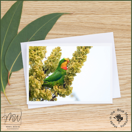 Blank Greeting Card - Male Superb Parrot Photo