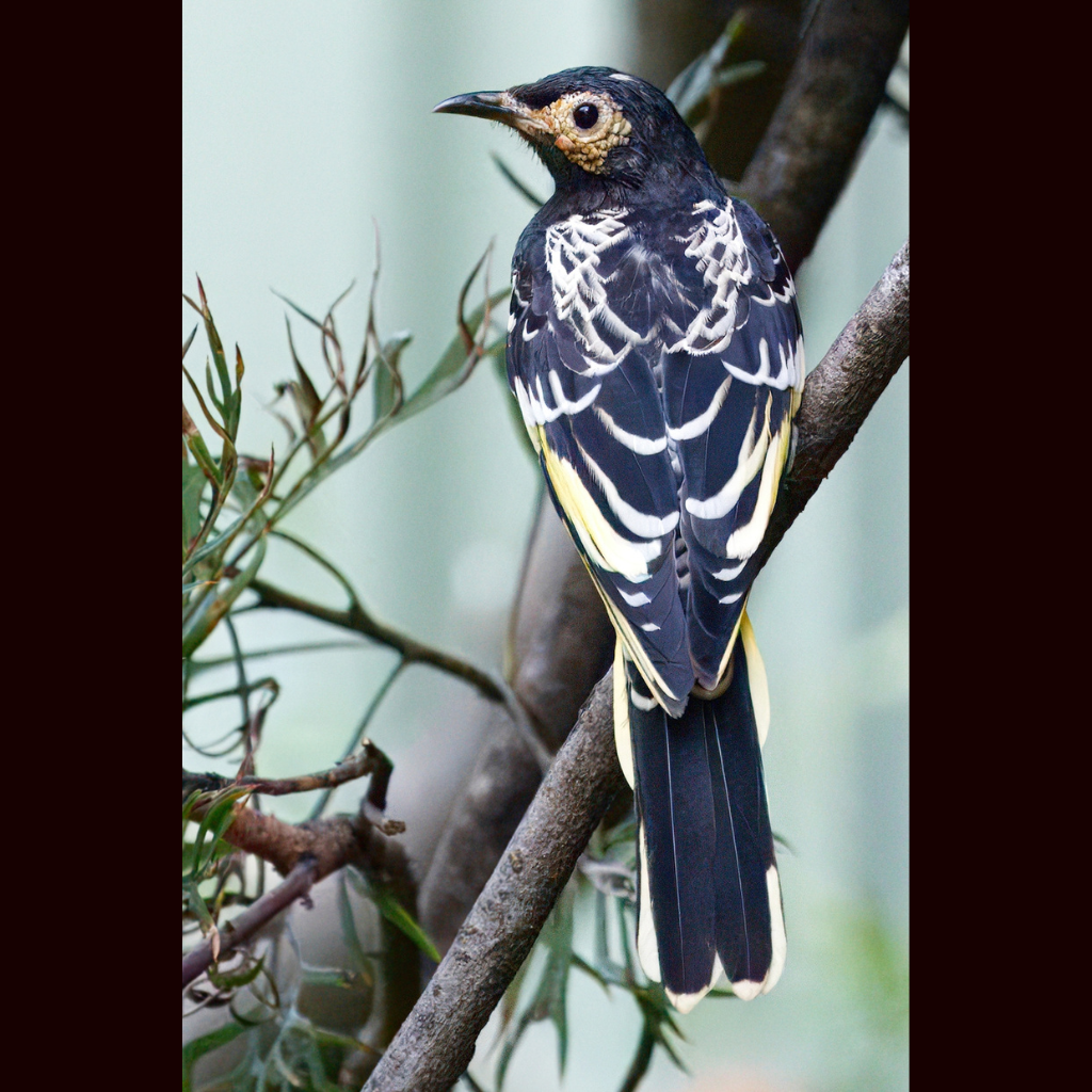Blank Greeting Card - Wild Male Regent Honeyeater Photo
