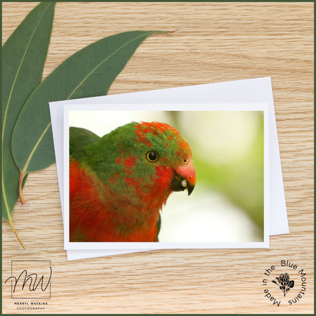 Blank Greeting Card - Juvenile Male King Parrot Photo