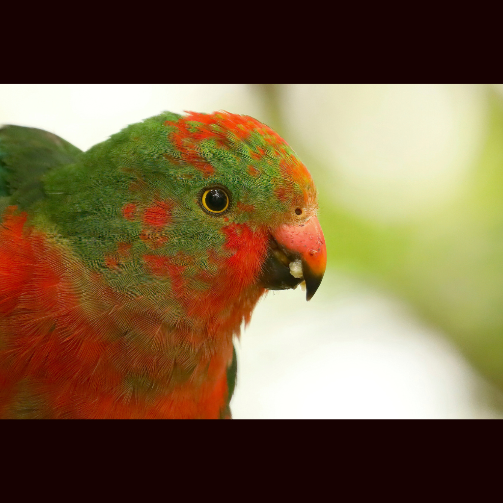 Blank Greeting Card - Juvenile Male King Parrot Photo