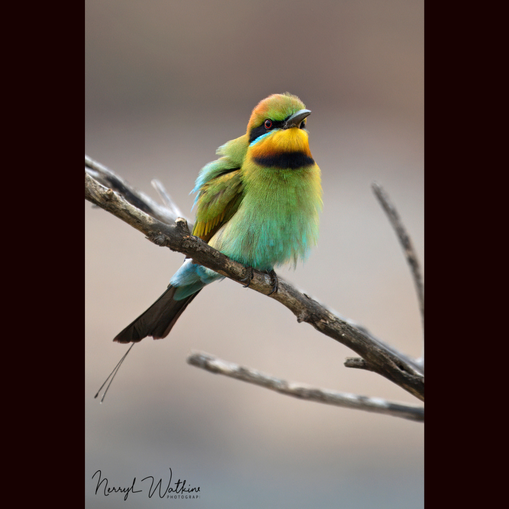Blank Greeting Card - Male Rainbow Bee-eater Photos