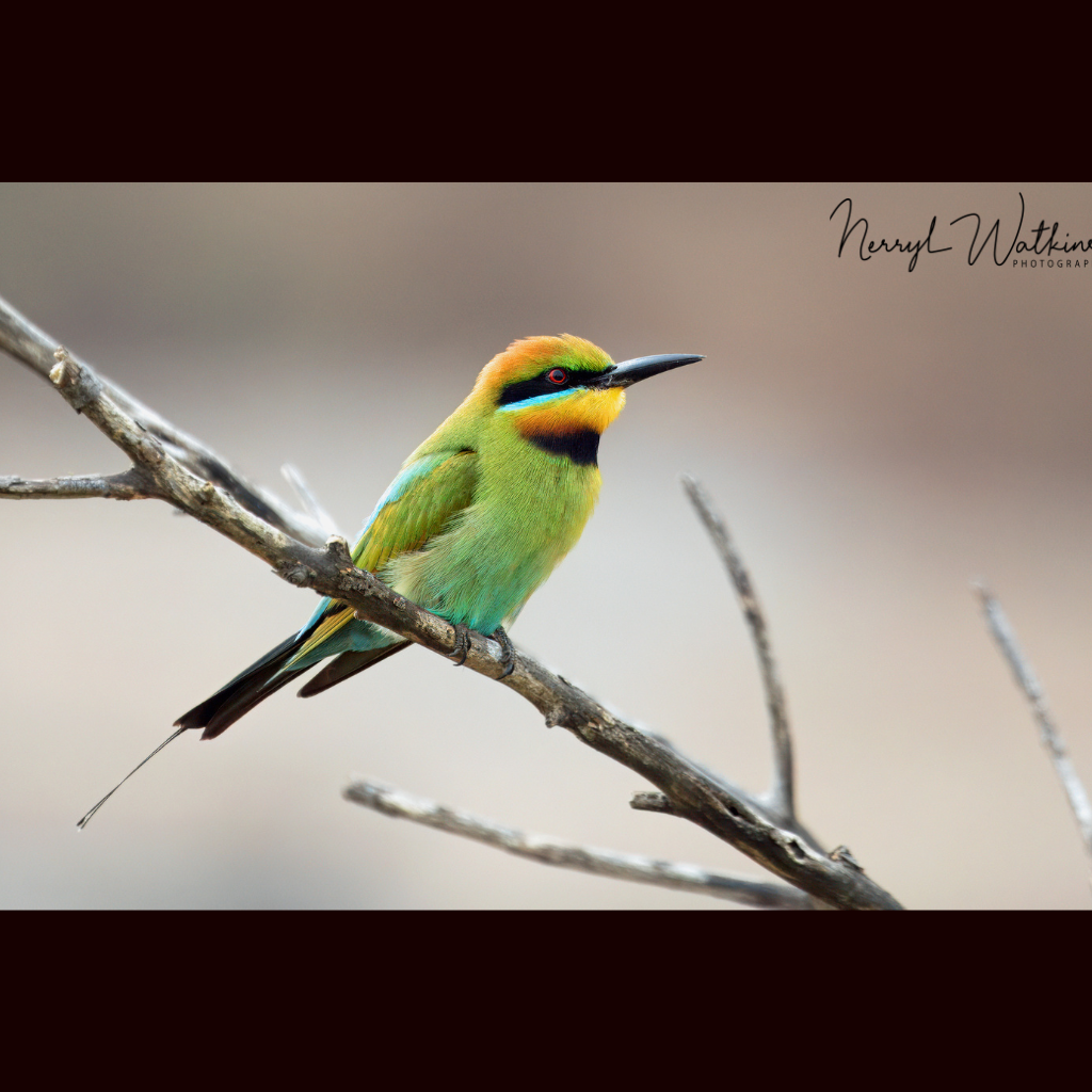 Blank Greeting Card - Male Rainbow Bee-eater Photos