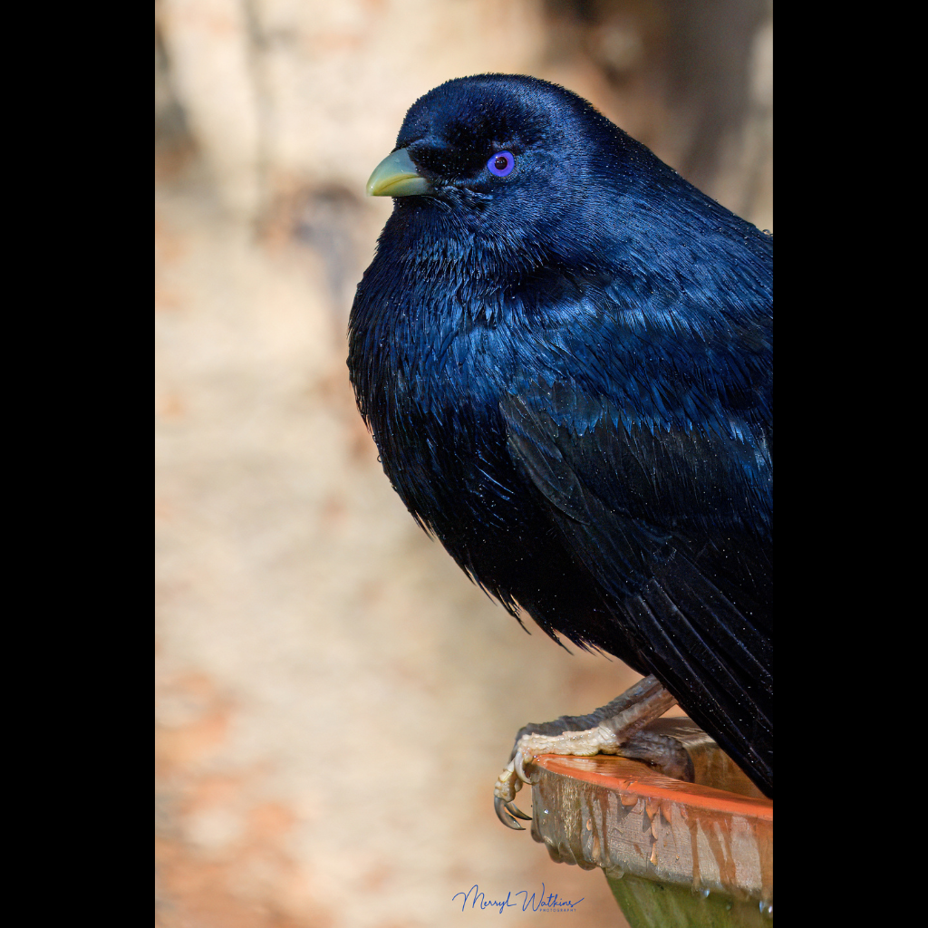 Blank Greeting Card - Male Satin Bowerbird Photo
