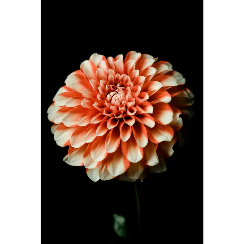 MADE IT Full Flower SQUARE