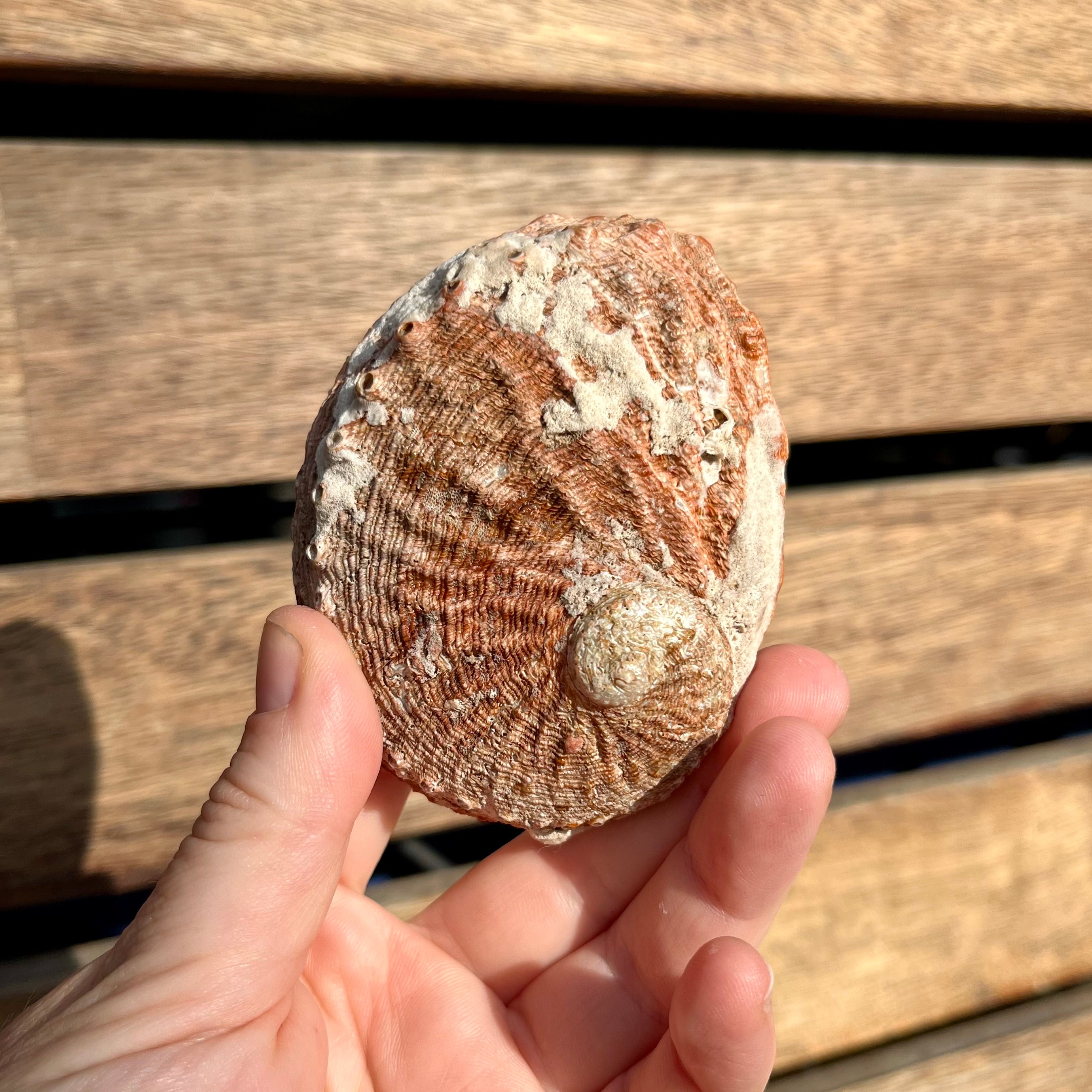 Turtle Ocean Shell Dish For Trinkets