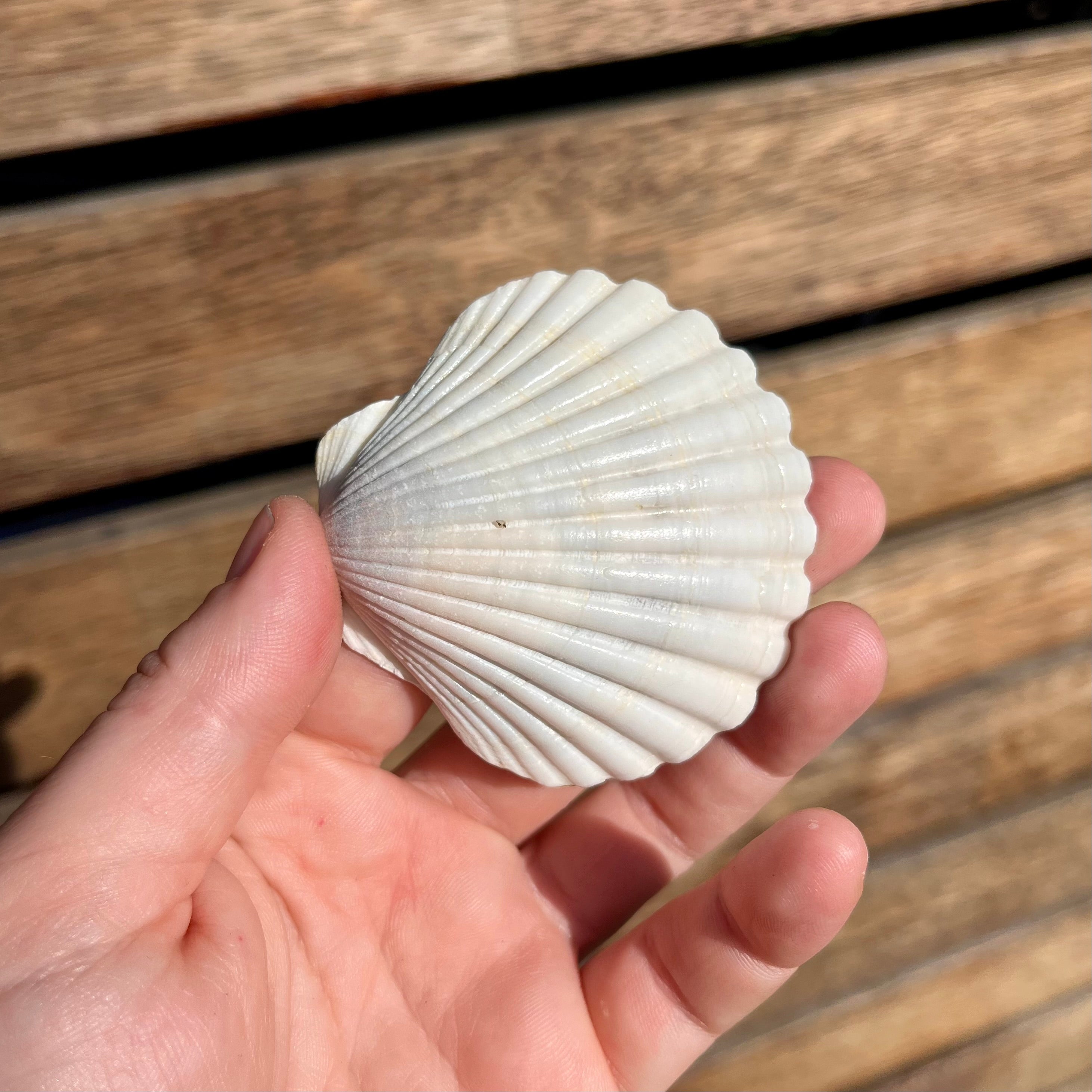 Small Resin Finished Scallop Shell Dish