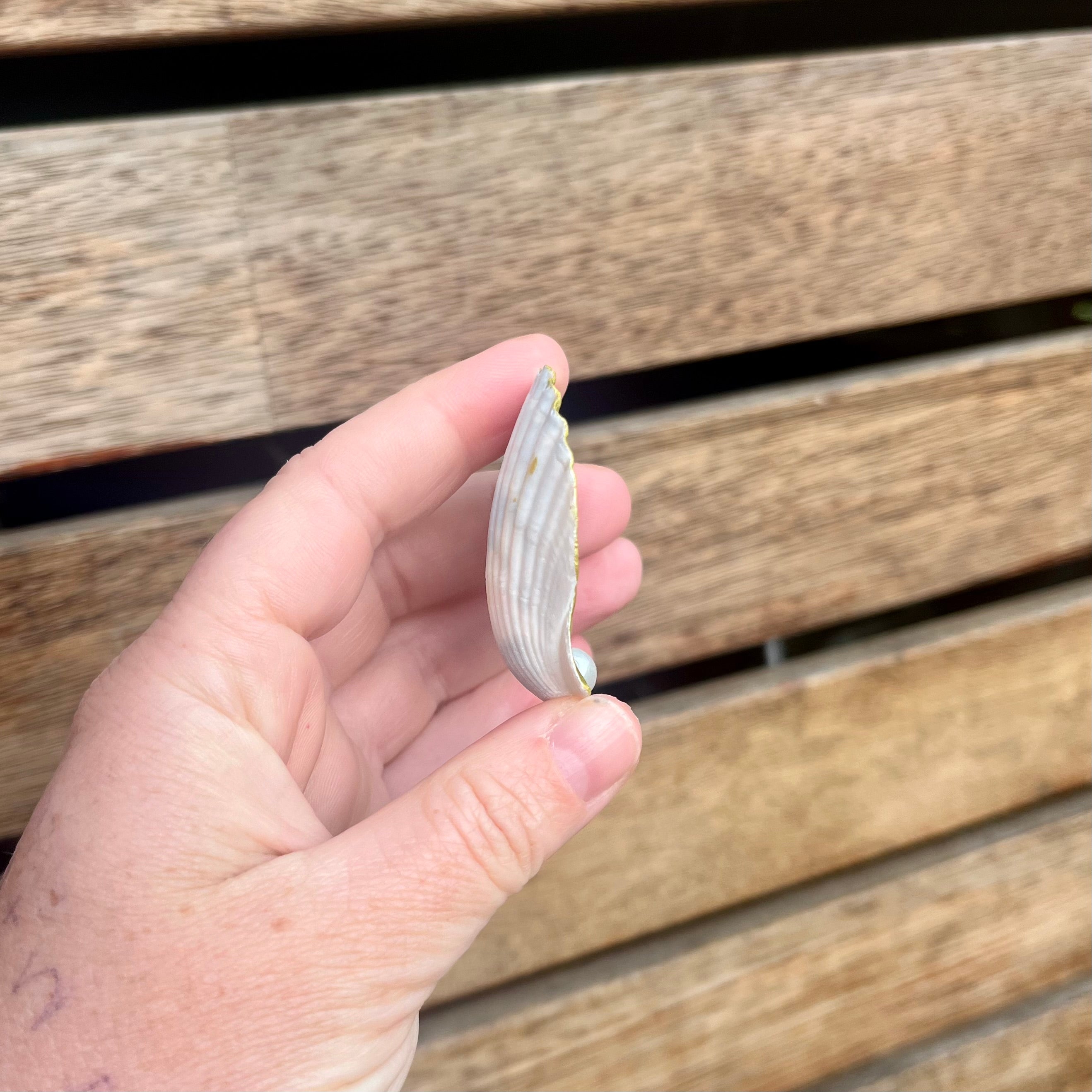 Mini Scallop Shell Trinket Tray