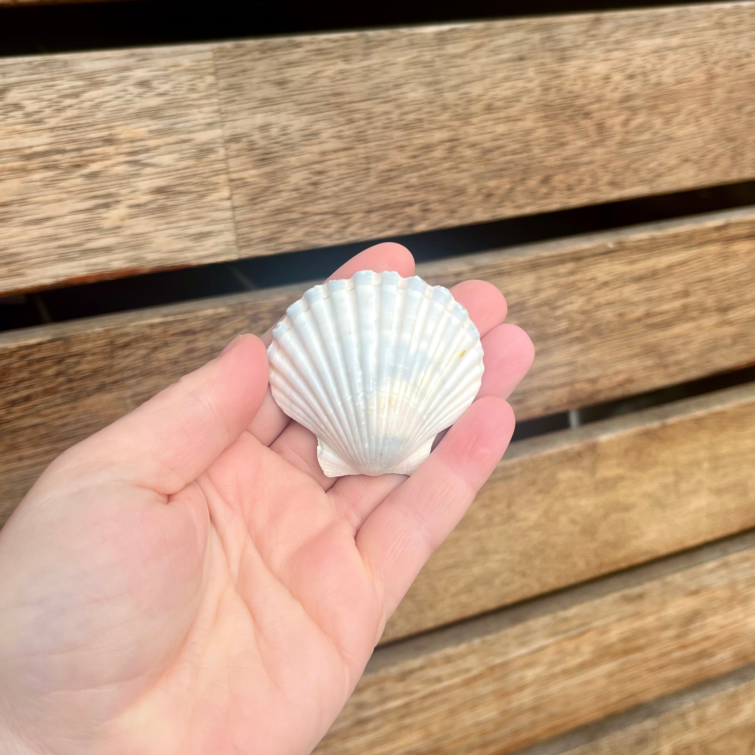 Mini Scallop Shell Trinket Tray