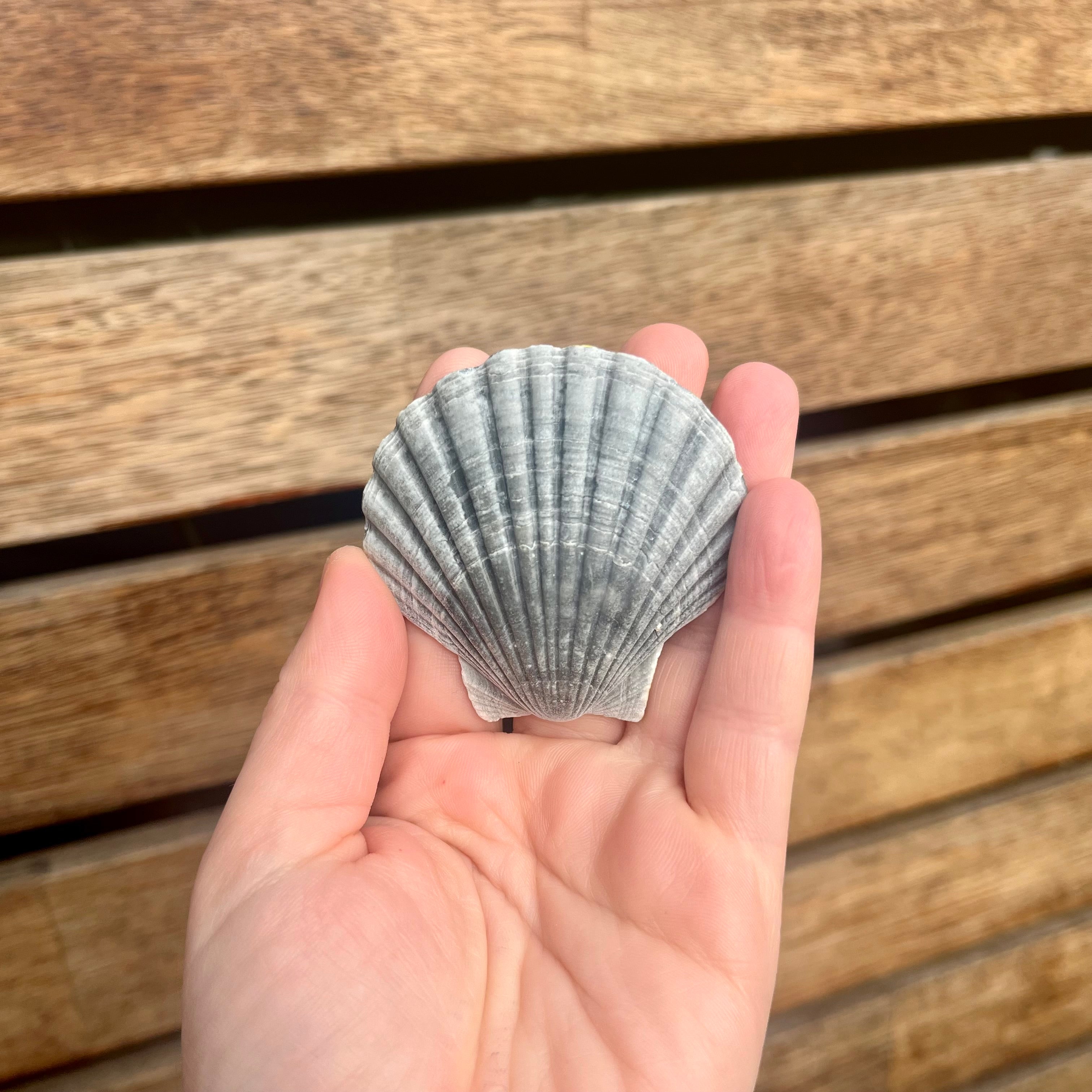 Small Trinket Tray Scallop Shell