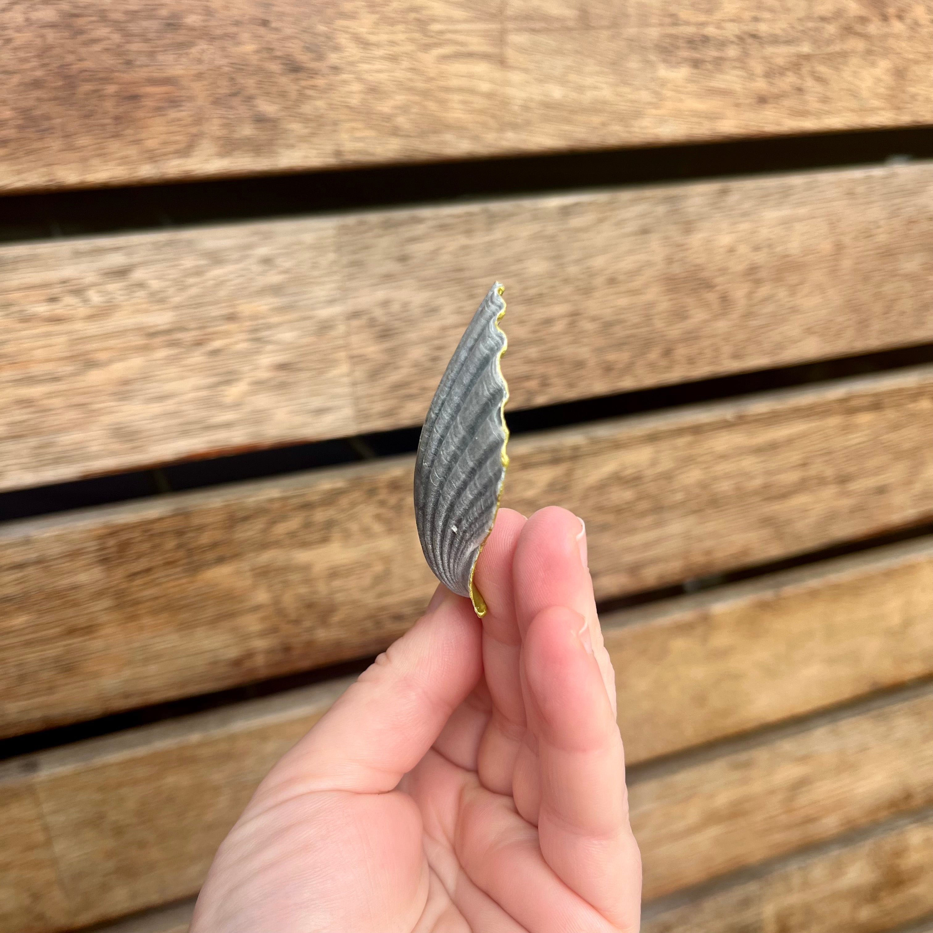 Small Trinket Tray Scallop Shell