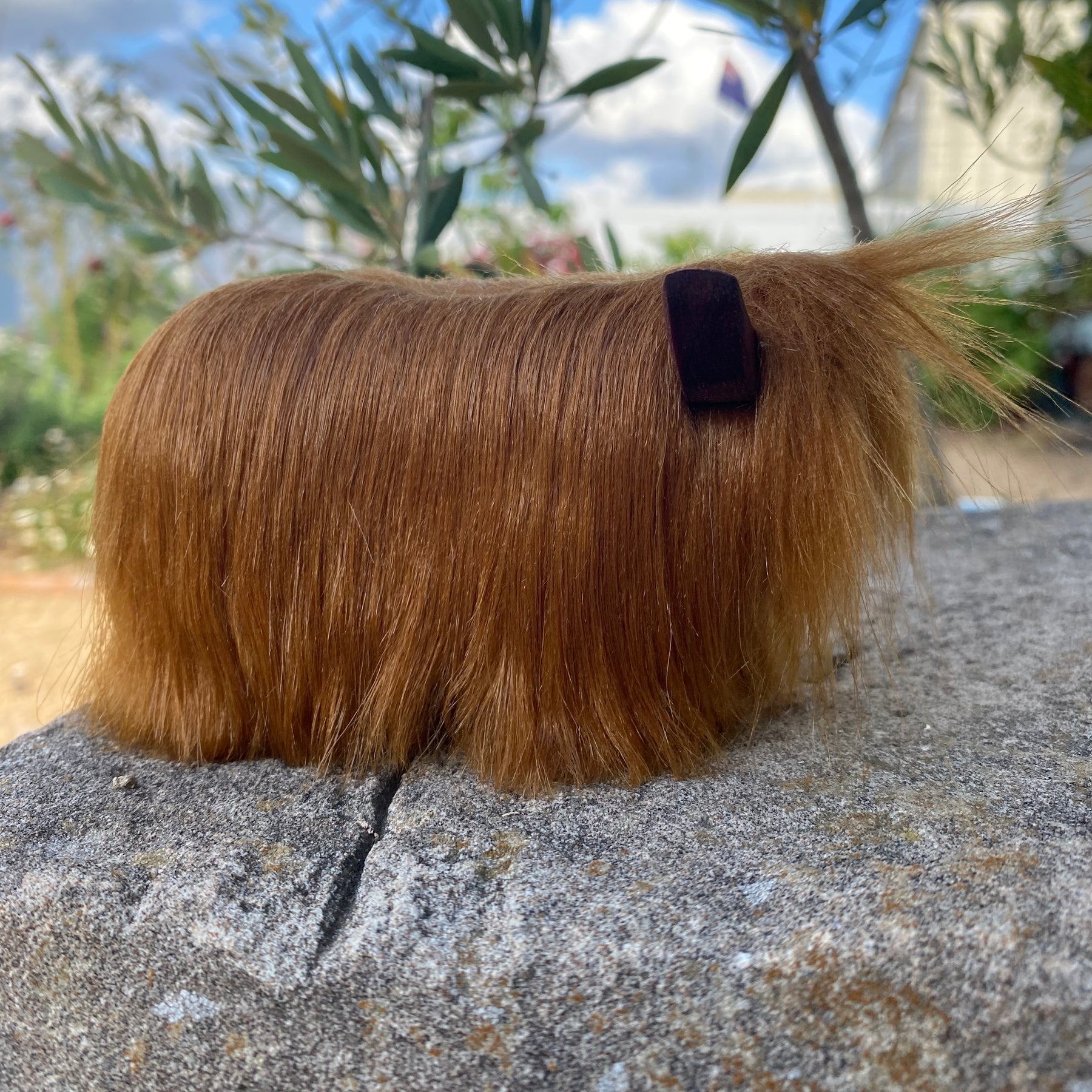 Highland Cow Calf