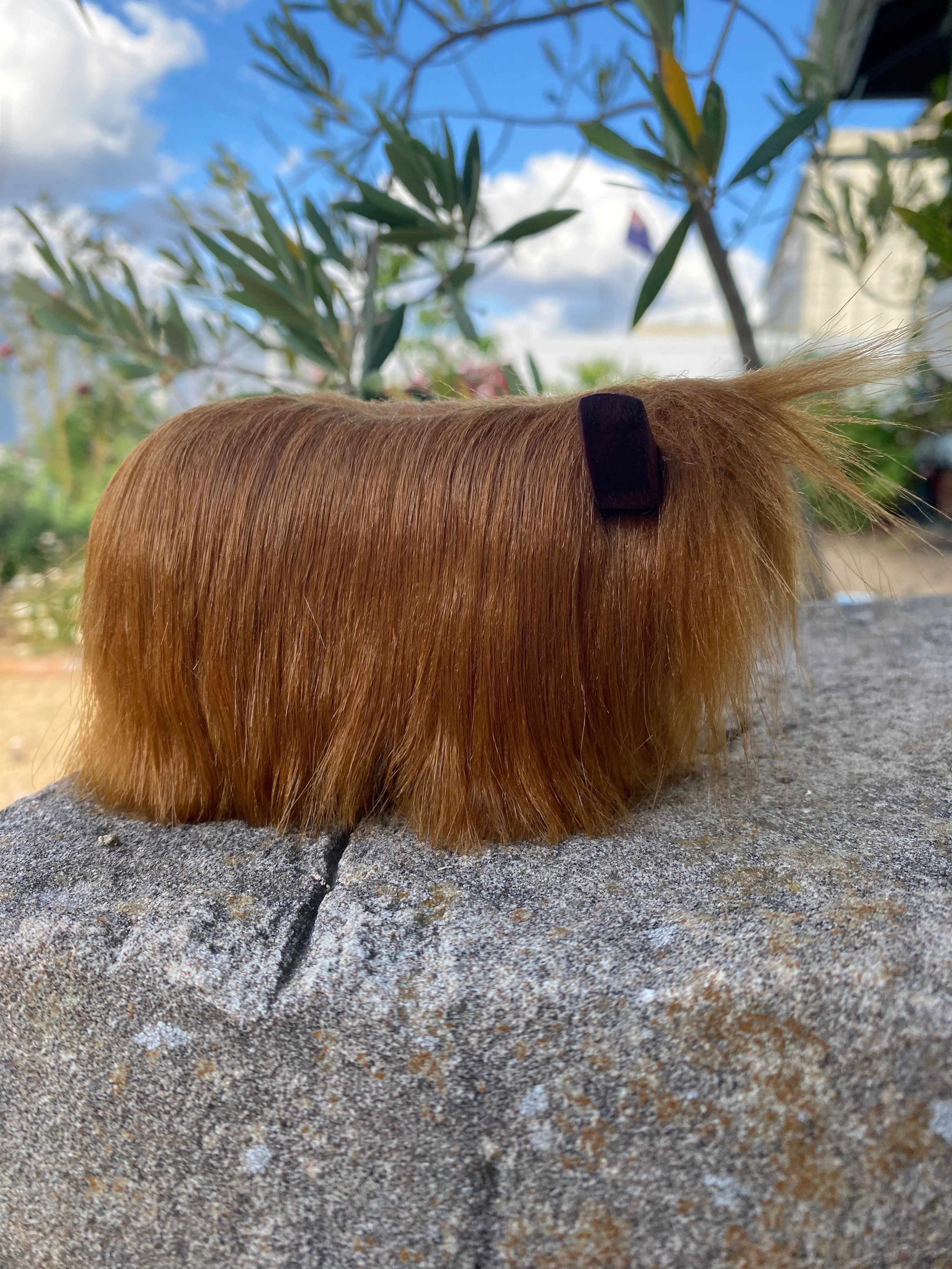 Highland Cow Calf