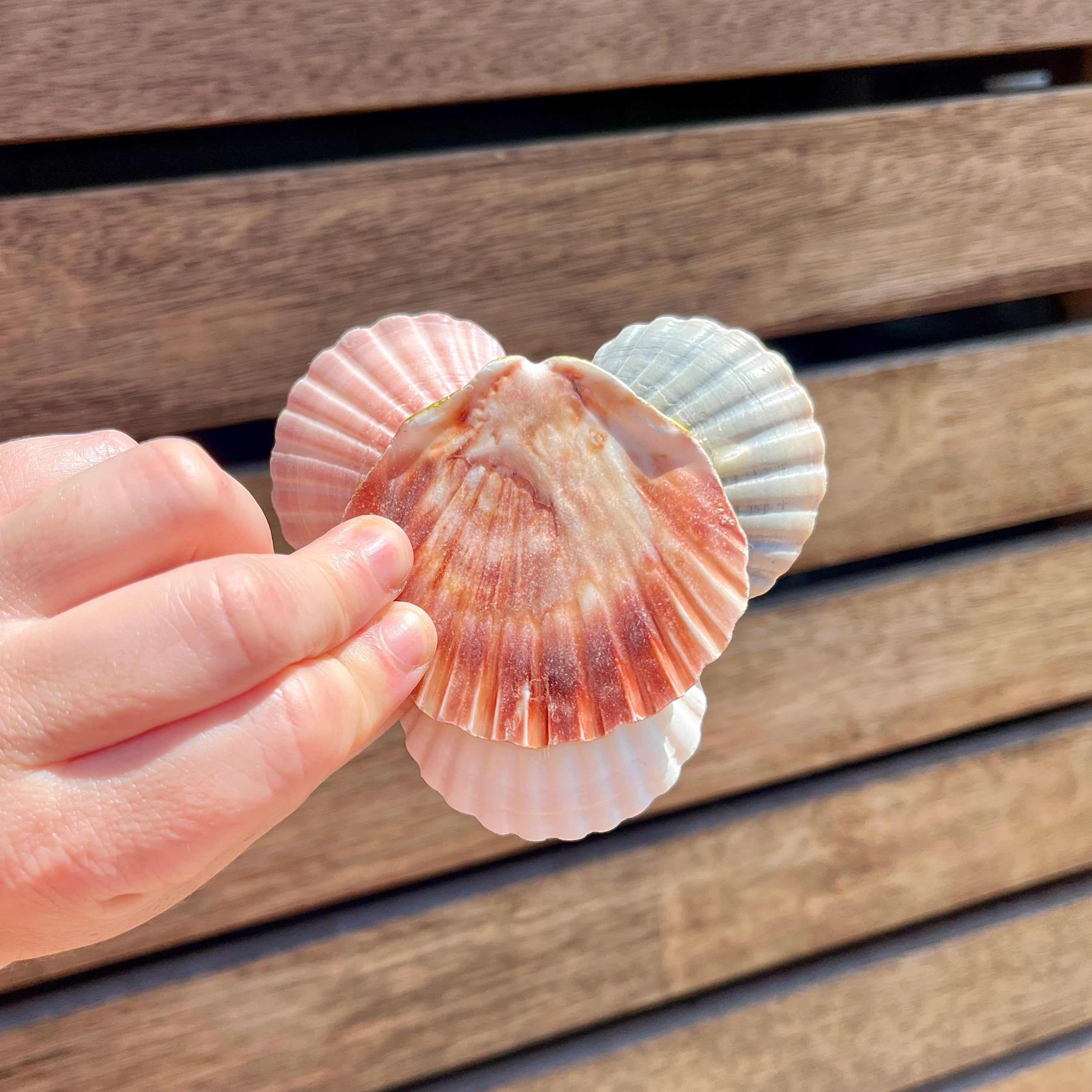 Seashell Trinket Tray With Coastal Vibes