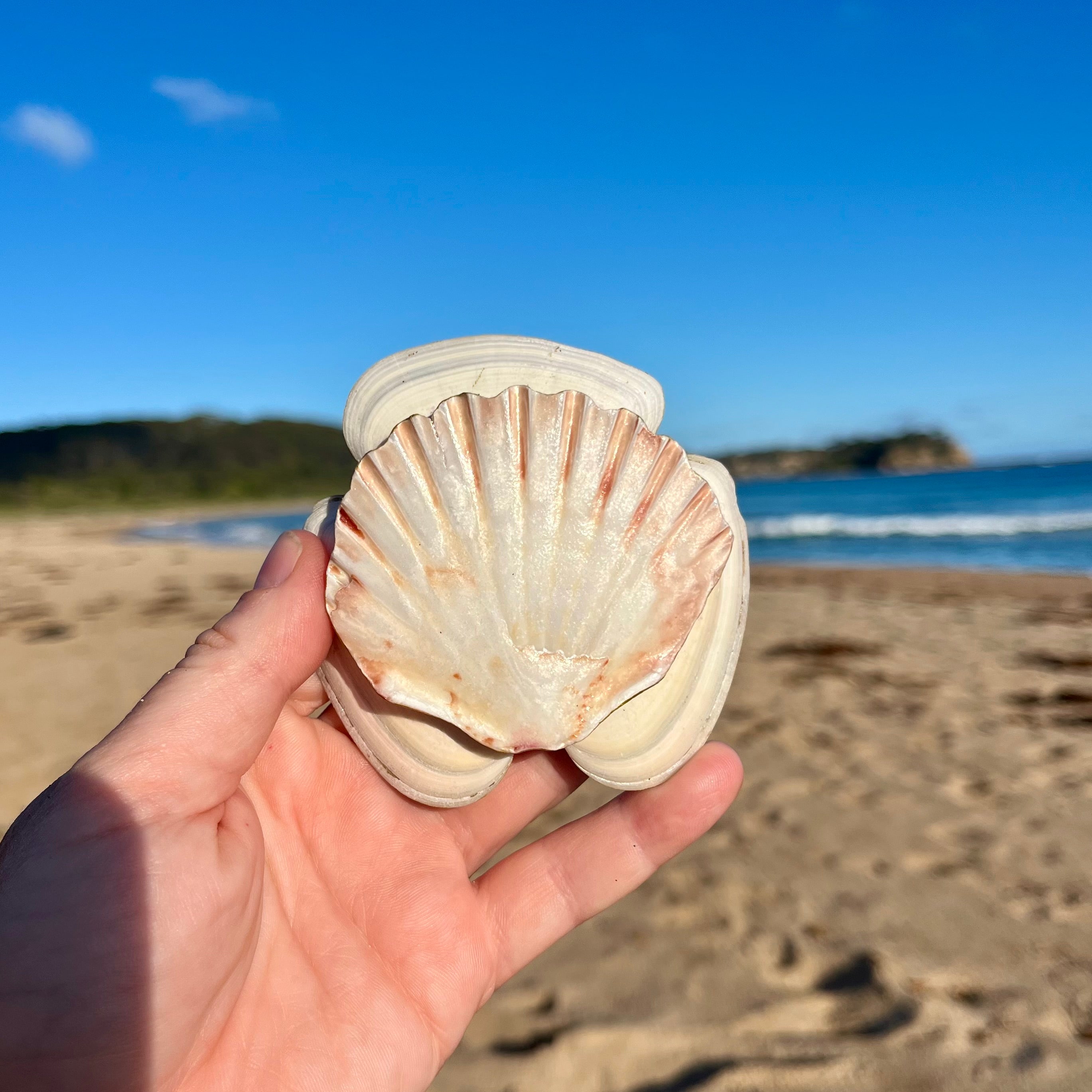 Coastal Shell Trinket Dish With Stingray