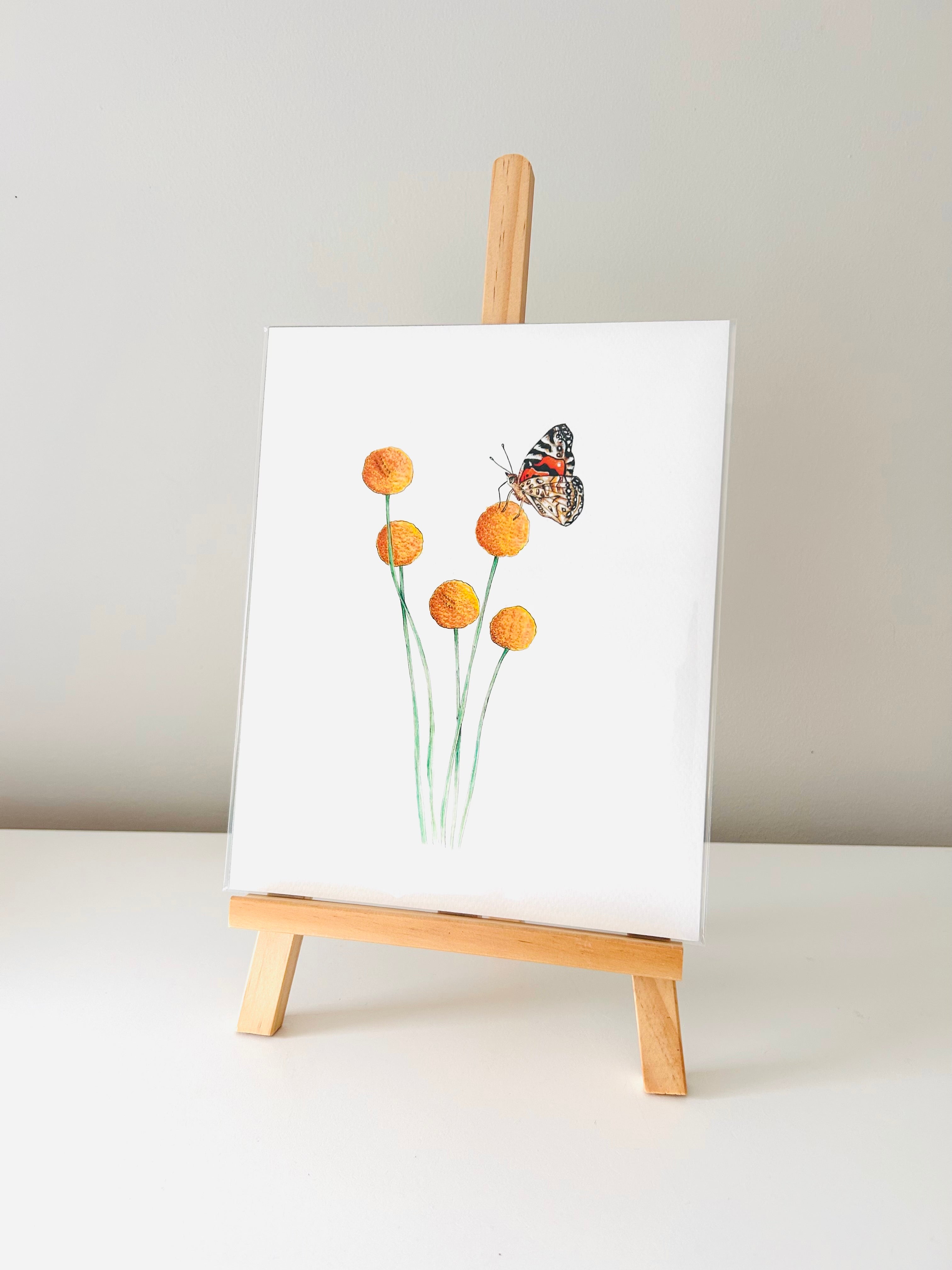 Art Print - Billy Buttons & Australian Painted Lady Butterfly
