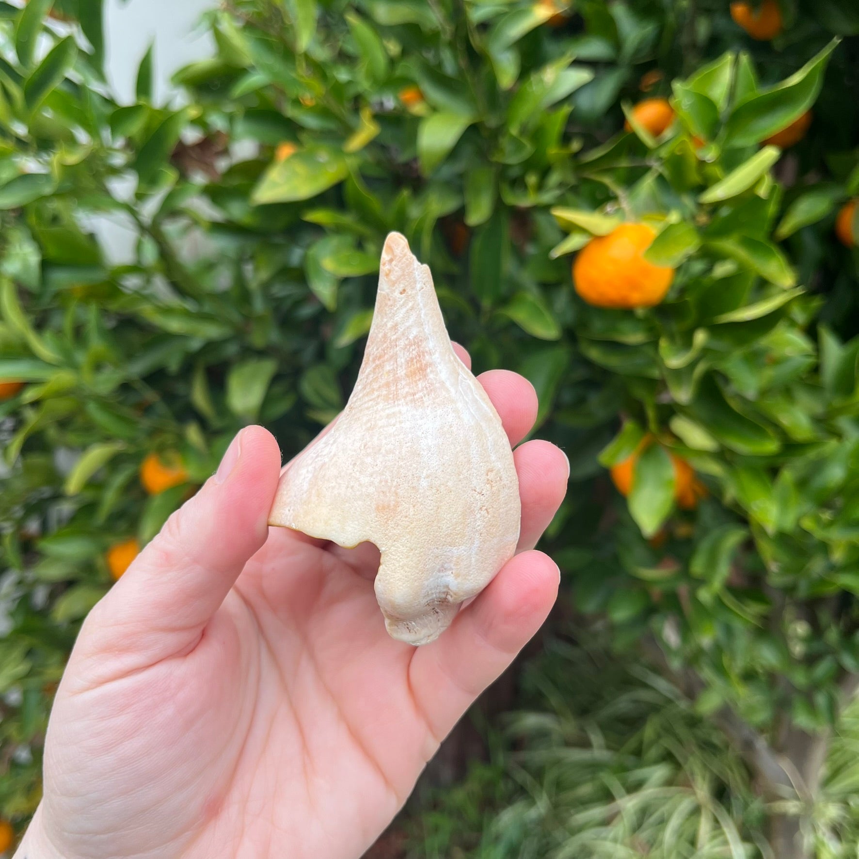 Billy Yellow Floral Shell (No Hanger)