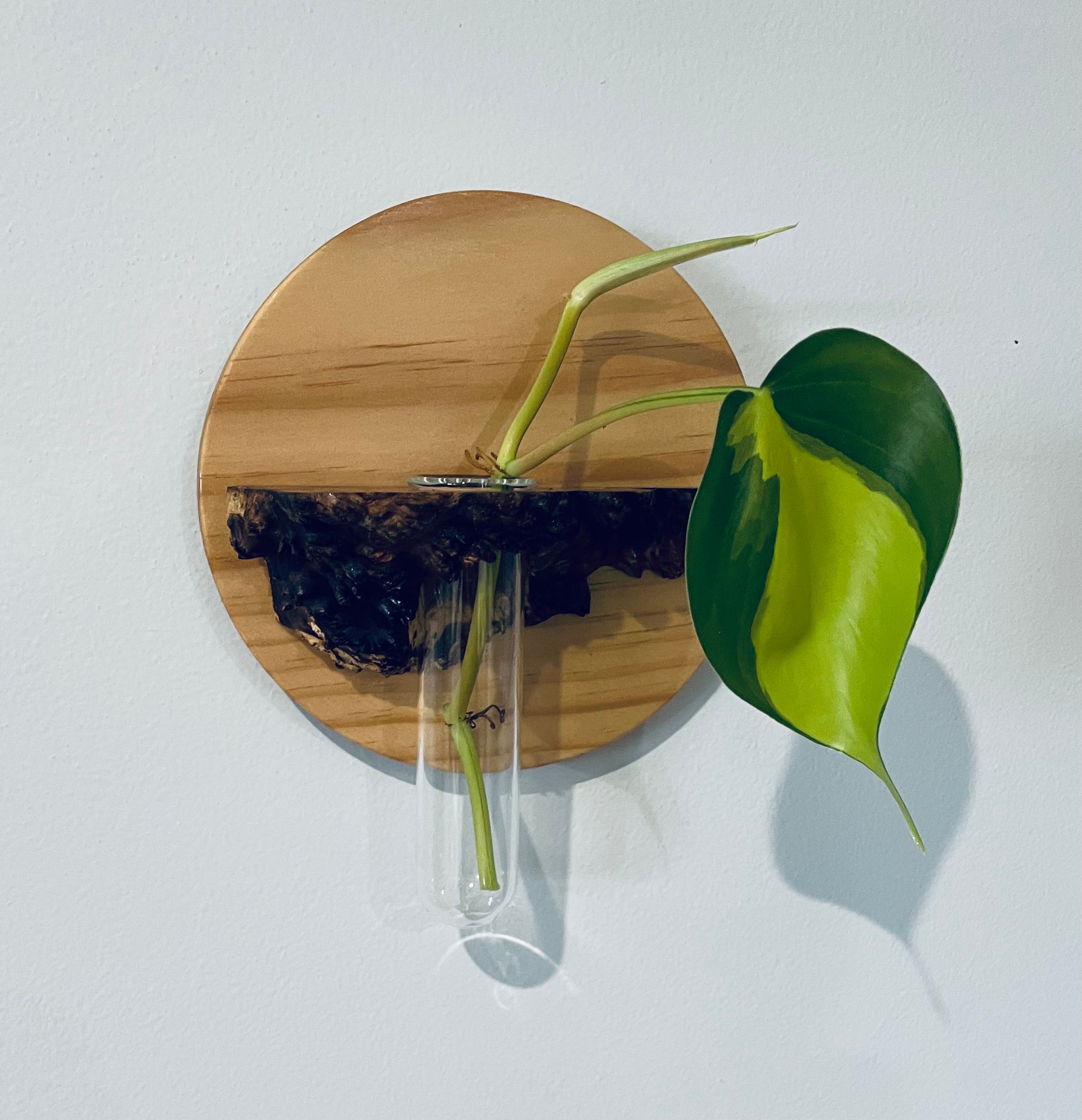 Hanging Vase or Propagating tube