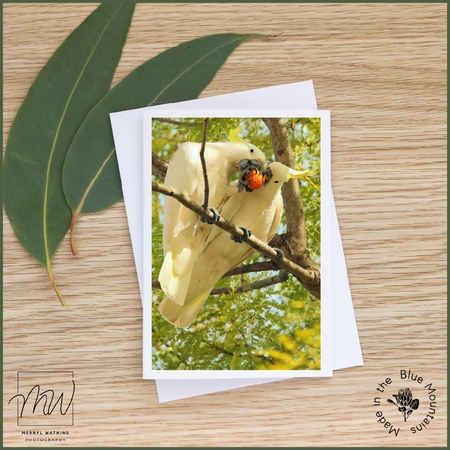 Blank Greeting Card - Sulphur-crested Cockatoos - Sharing the Love