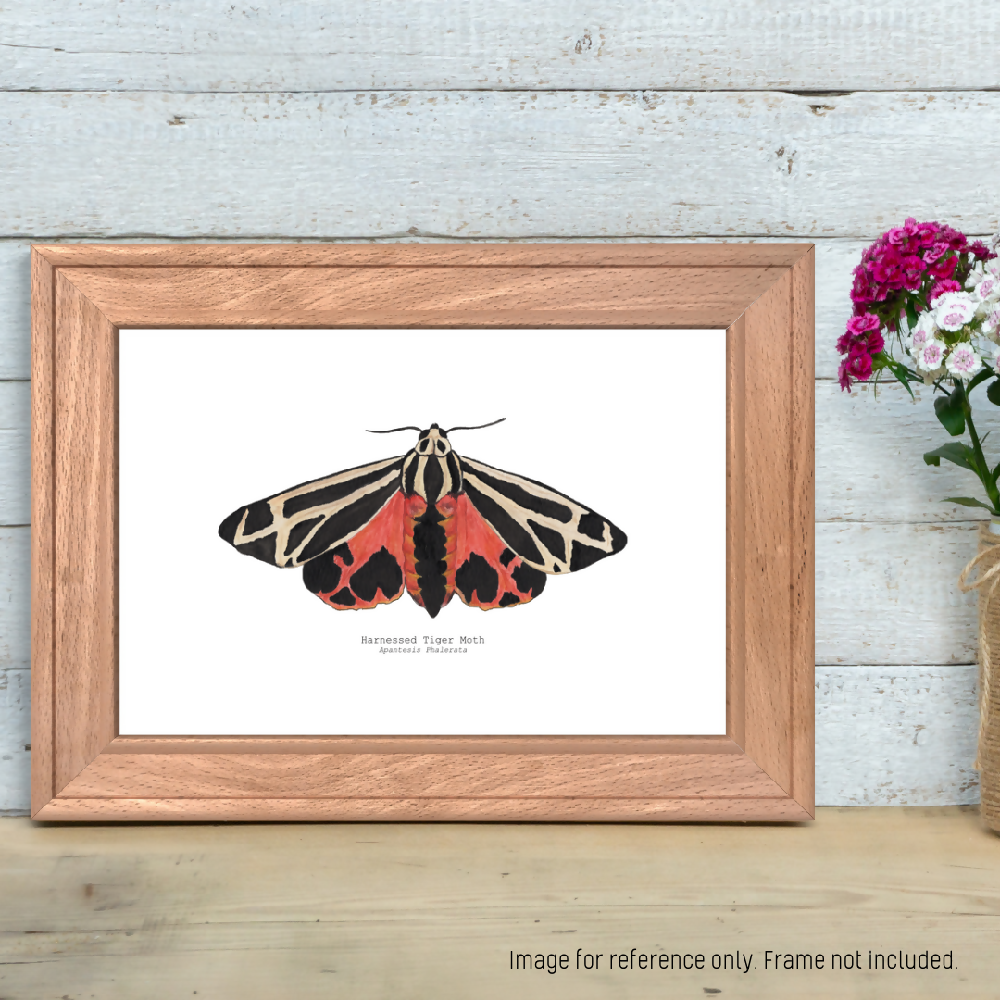 the fauna series - harnessed tiger moth