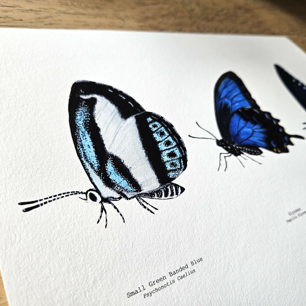 watercolour art print - insect series - blue butterfly trio