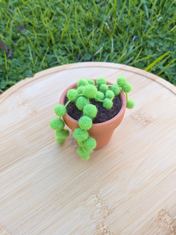 Needle Felted Succulent in Pot - String of Pearls