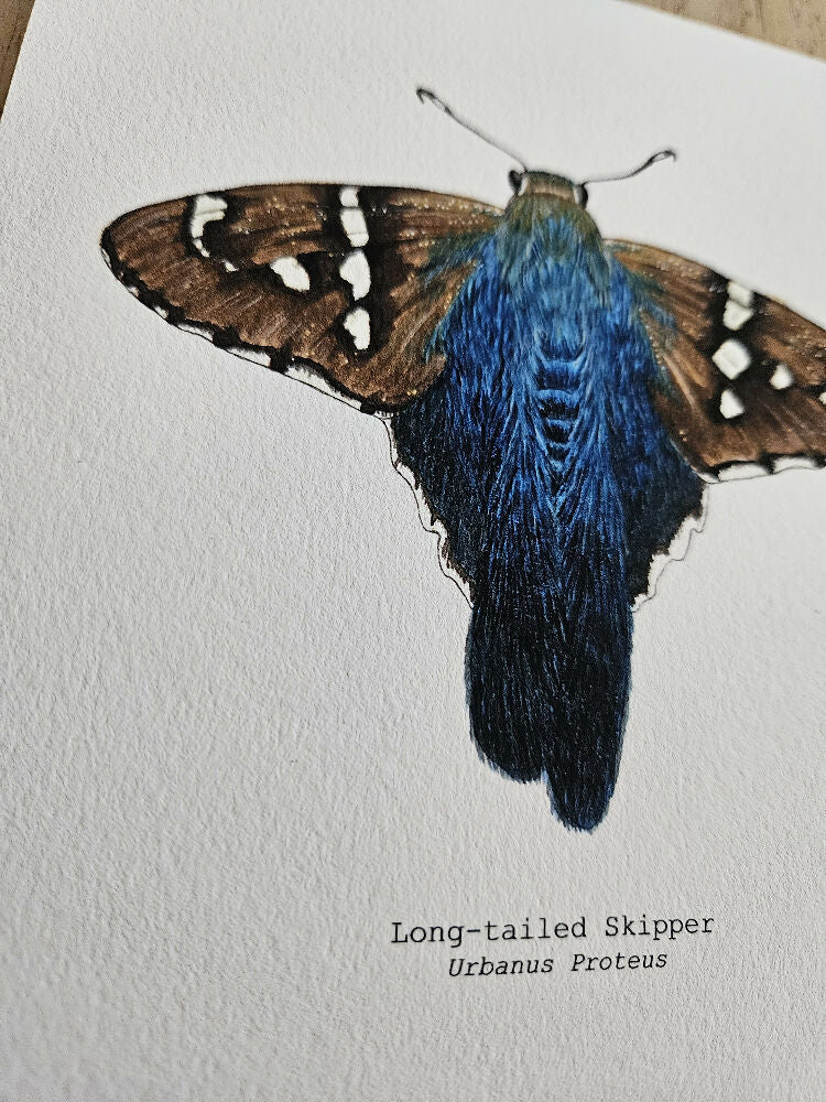 the fauna series - long-tailed skipper butterfly