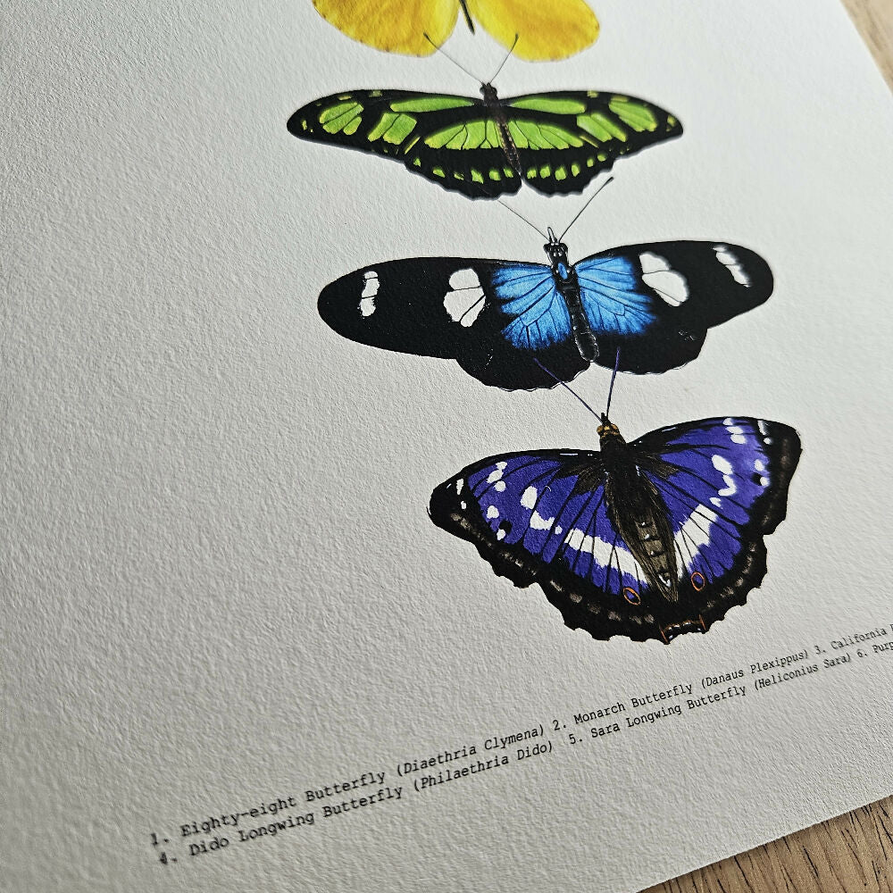 art print - the fauna series - rainbow butterfly collage