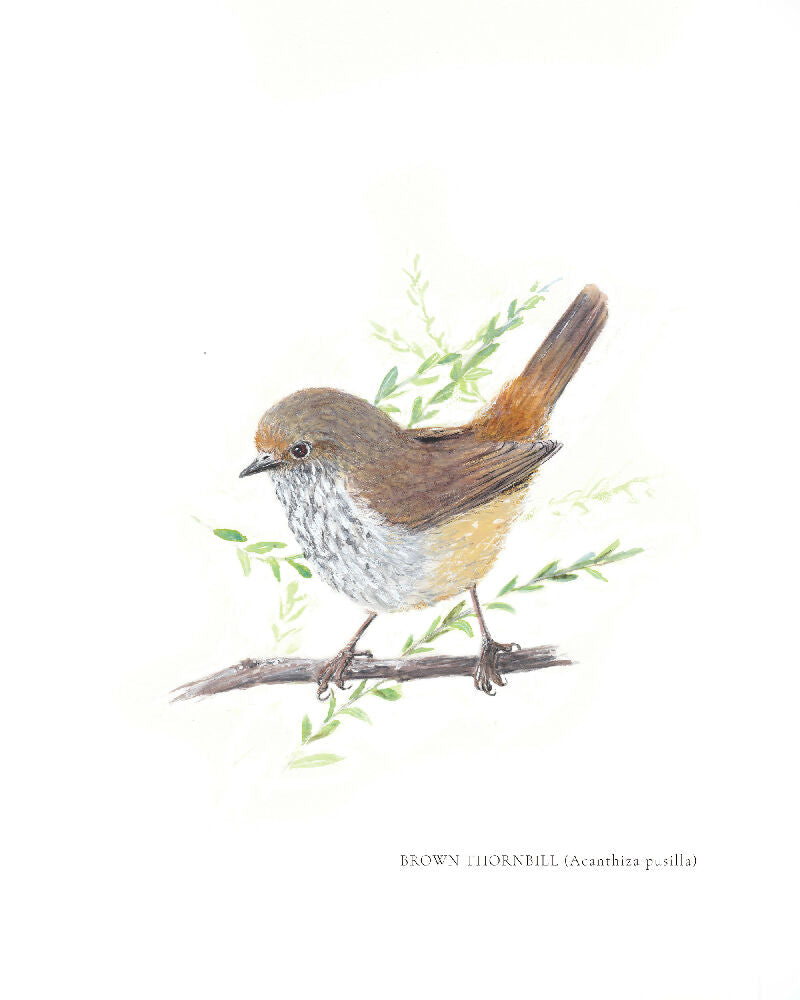 Brown Thornbill