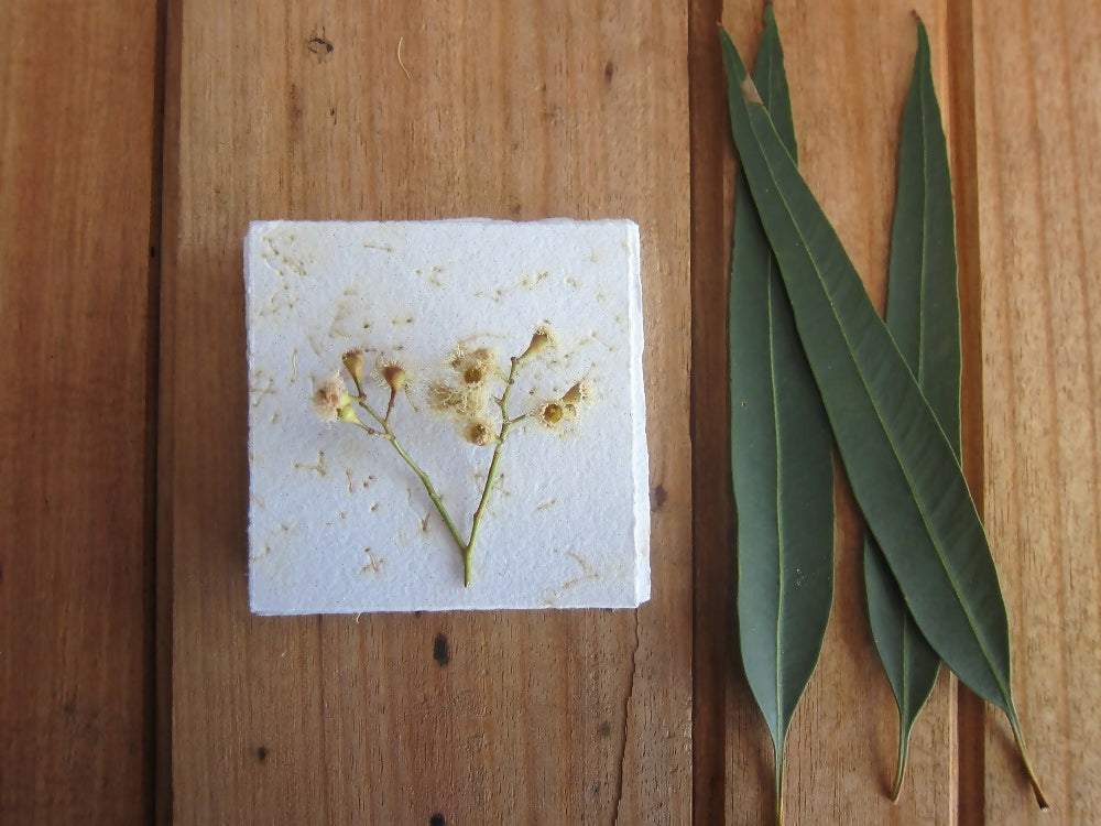 eucalyptus blossom 5