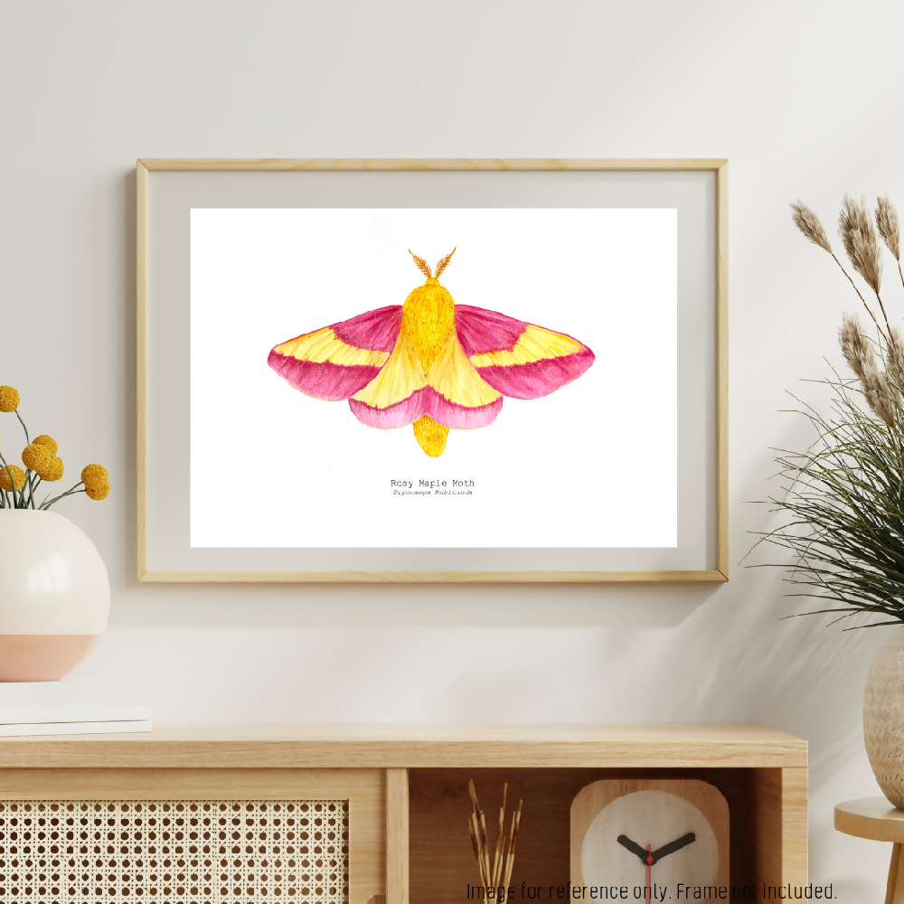 art print - the fauna series - rosy maple moth