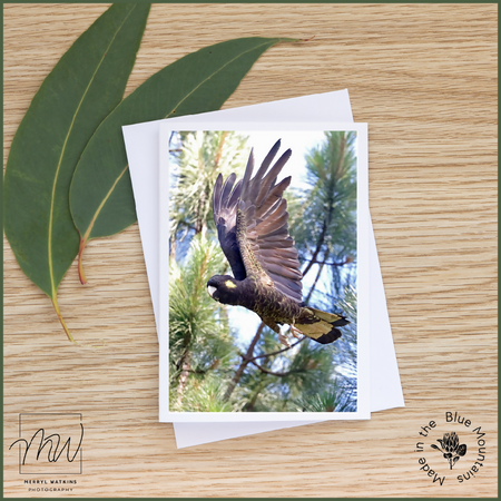Blank Greeting Card - Female Yellow-Tailed Black-Cockatoo in Flight Photo