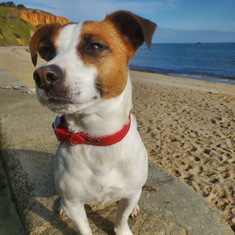 Waterproof dog collar - Bright Colours