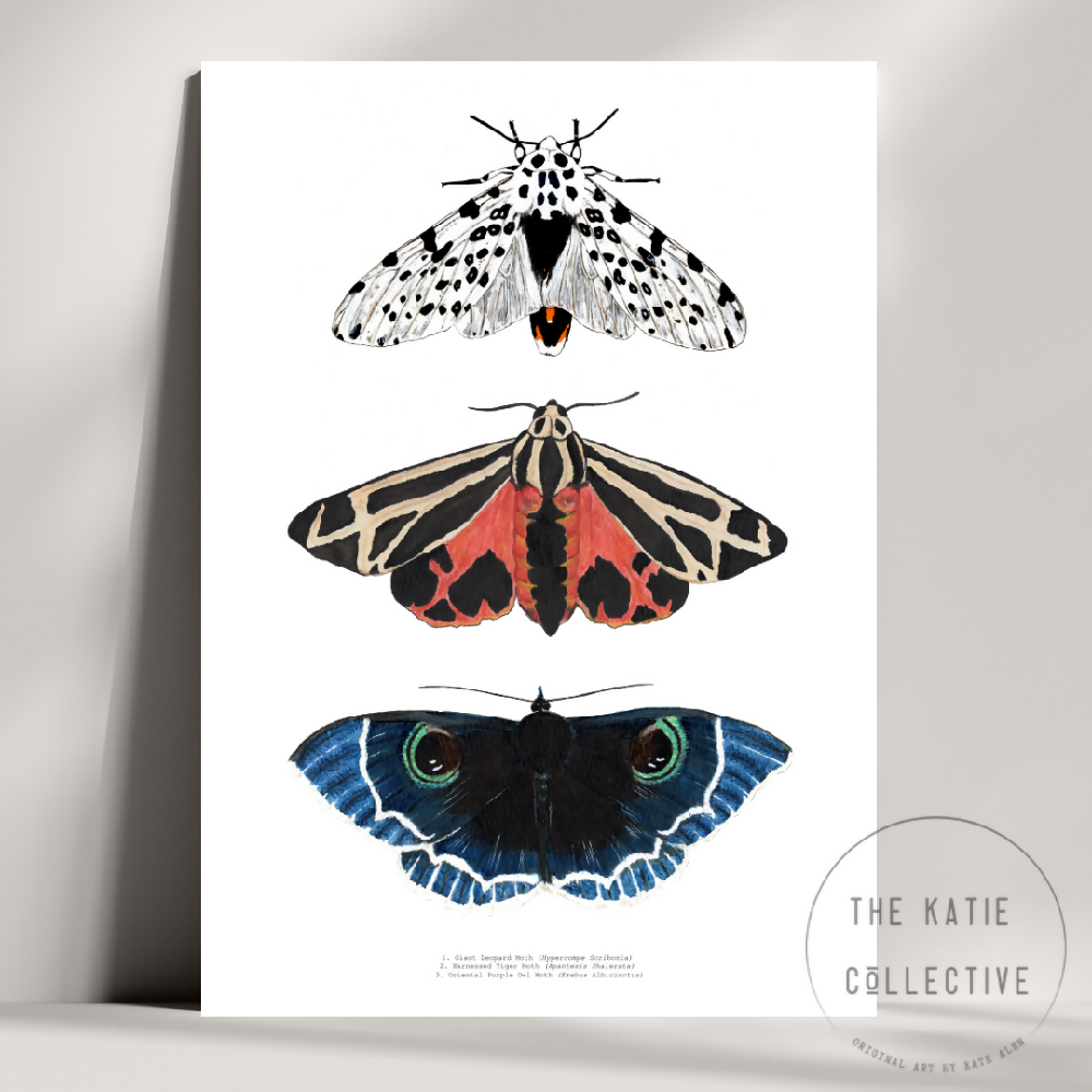 the katie collective - moth trio