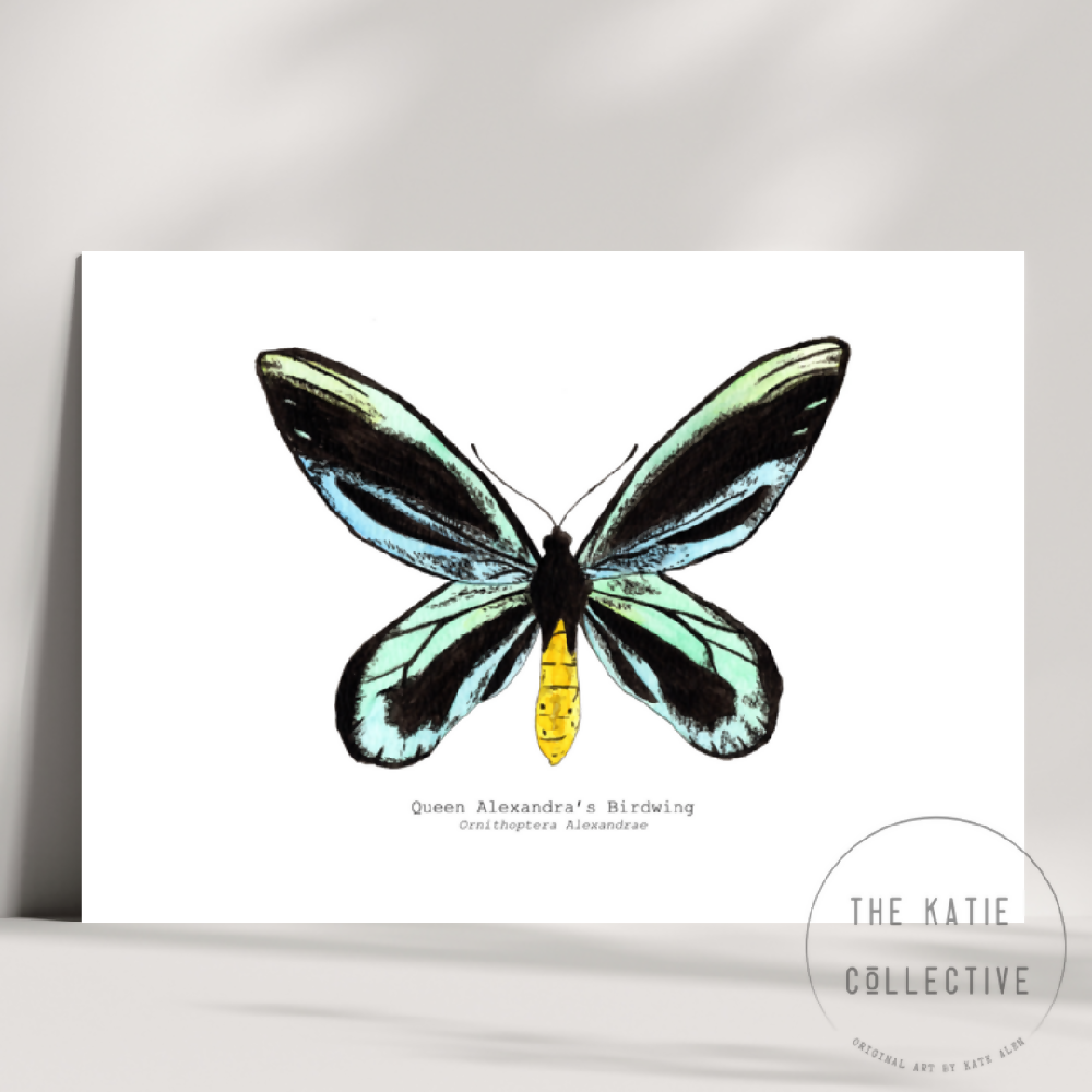 the katie collective - queen alexandra's butterfly