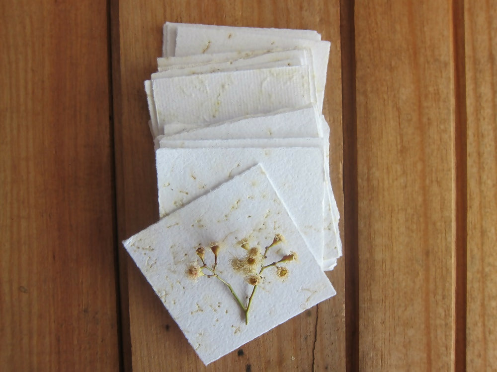 eucalyptus blossom 2