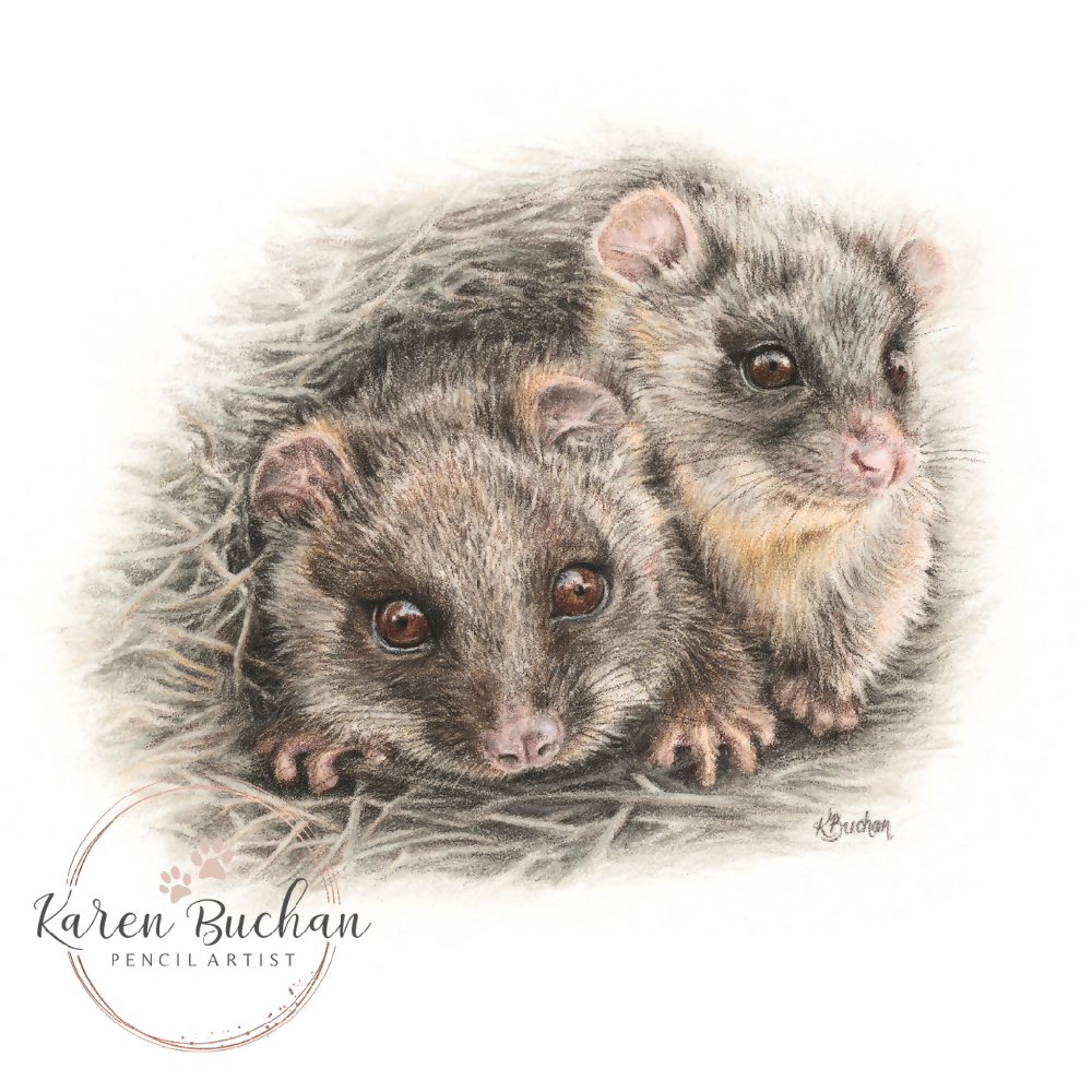 Ringtail Possums | Australian Wildlife Art Print