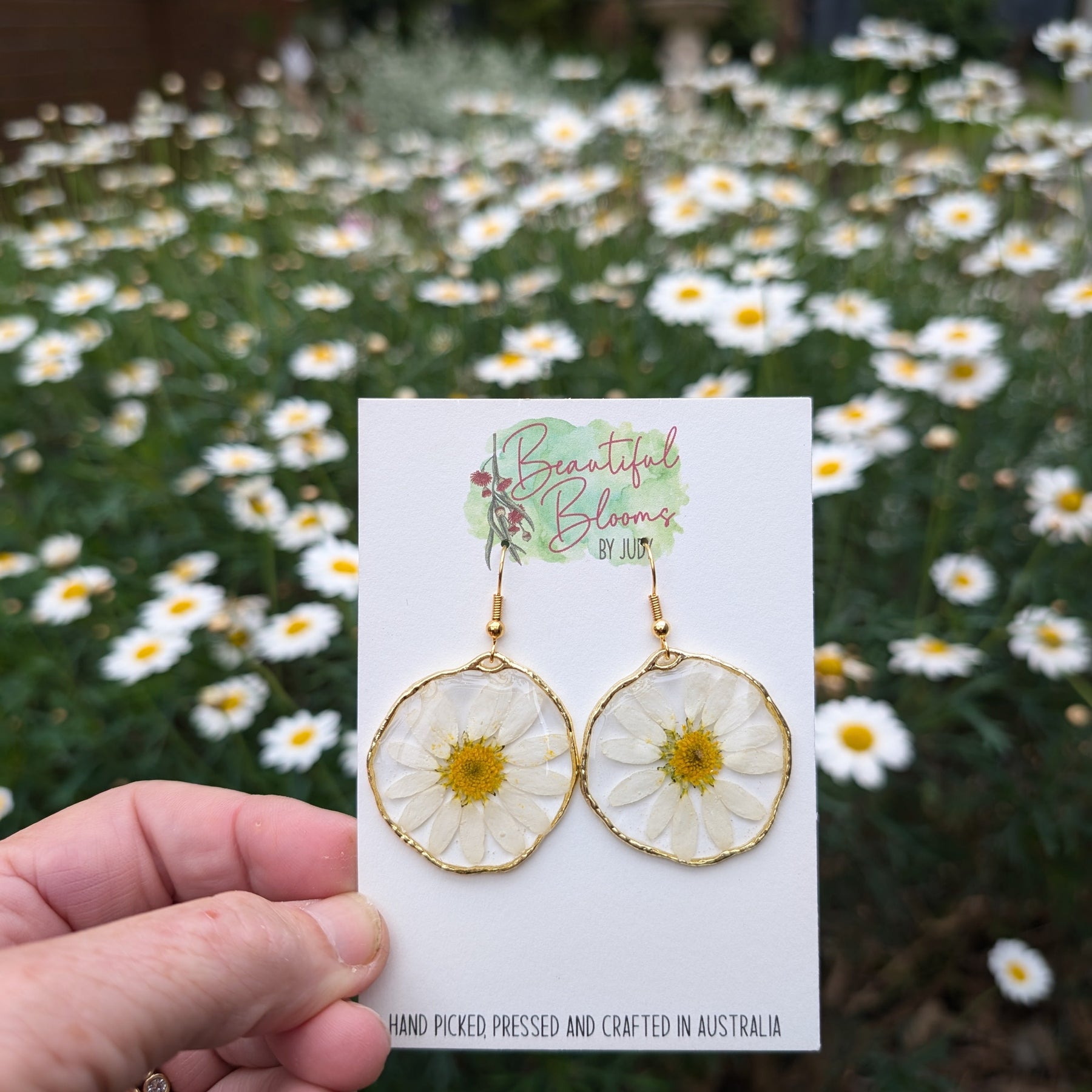 White daisies, real flowers, April birth flower