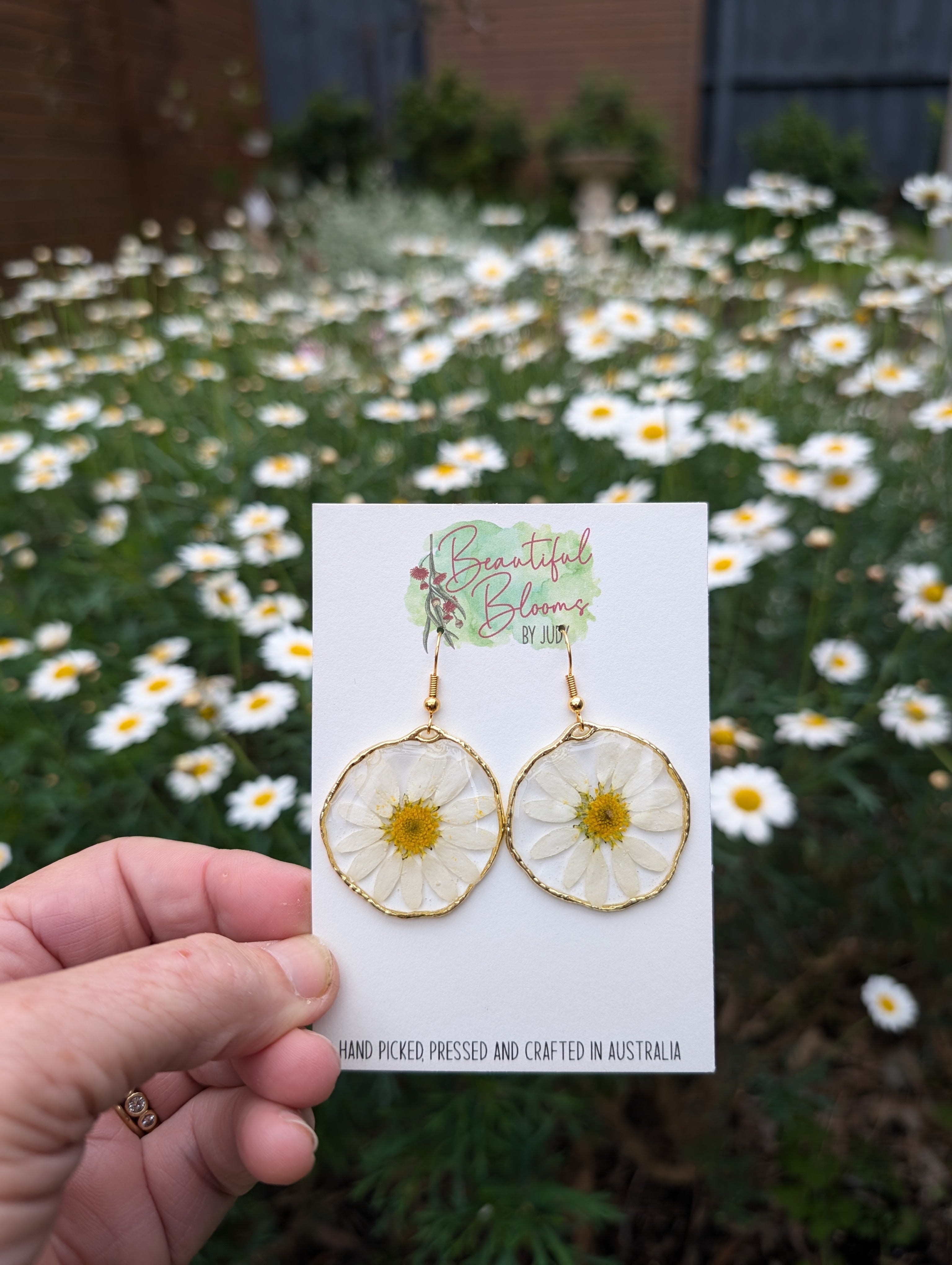 White daisies, real flowers, April birth flower
