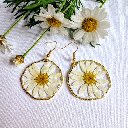 White daisies, real flowers