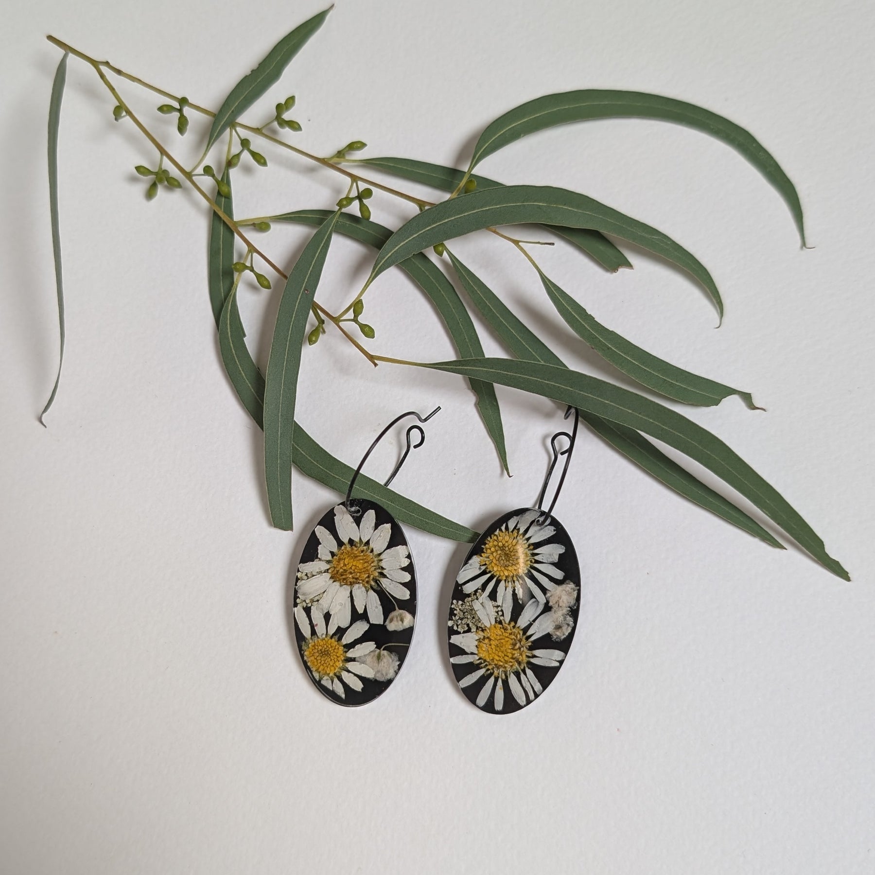 Real flower earrings, daisies, black background