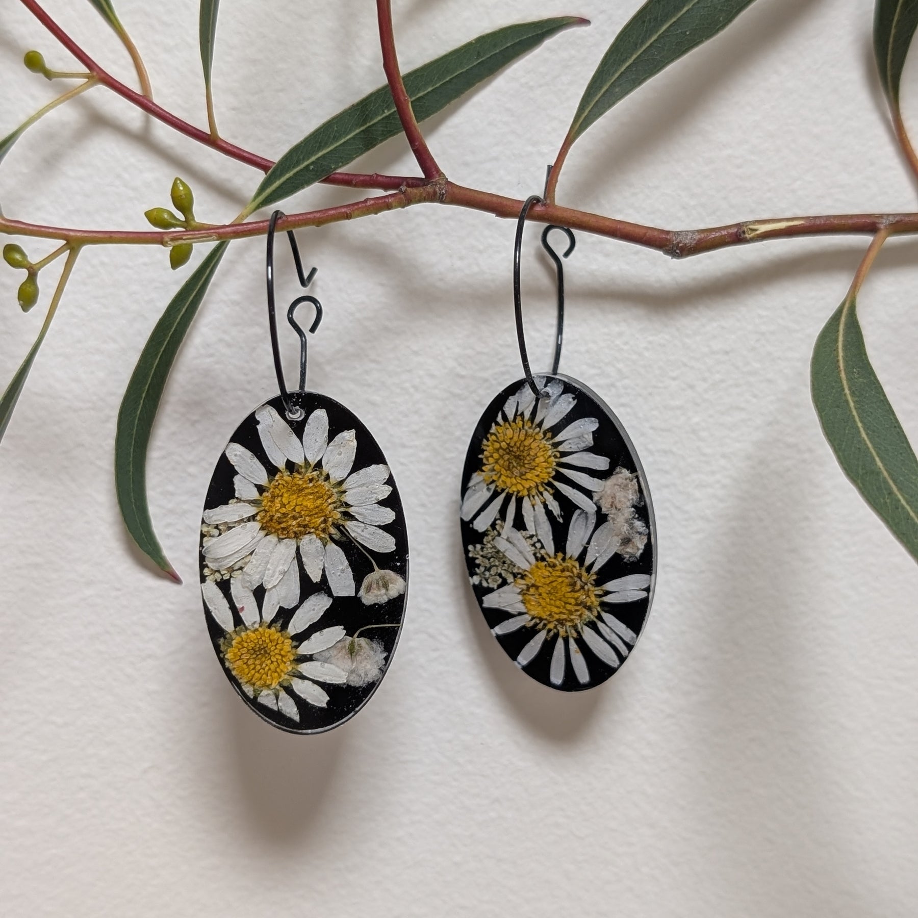 Real flower earrings, daisies, black background