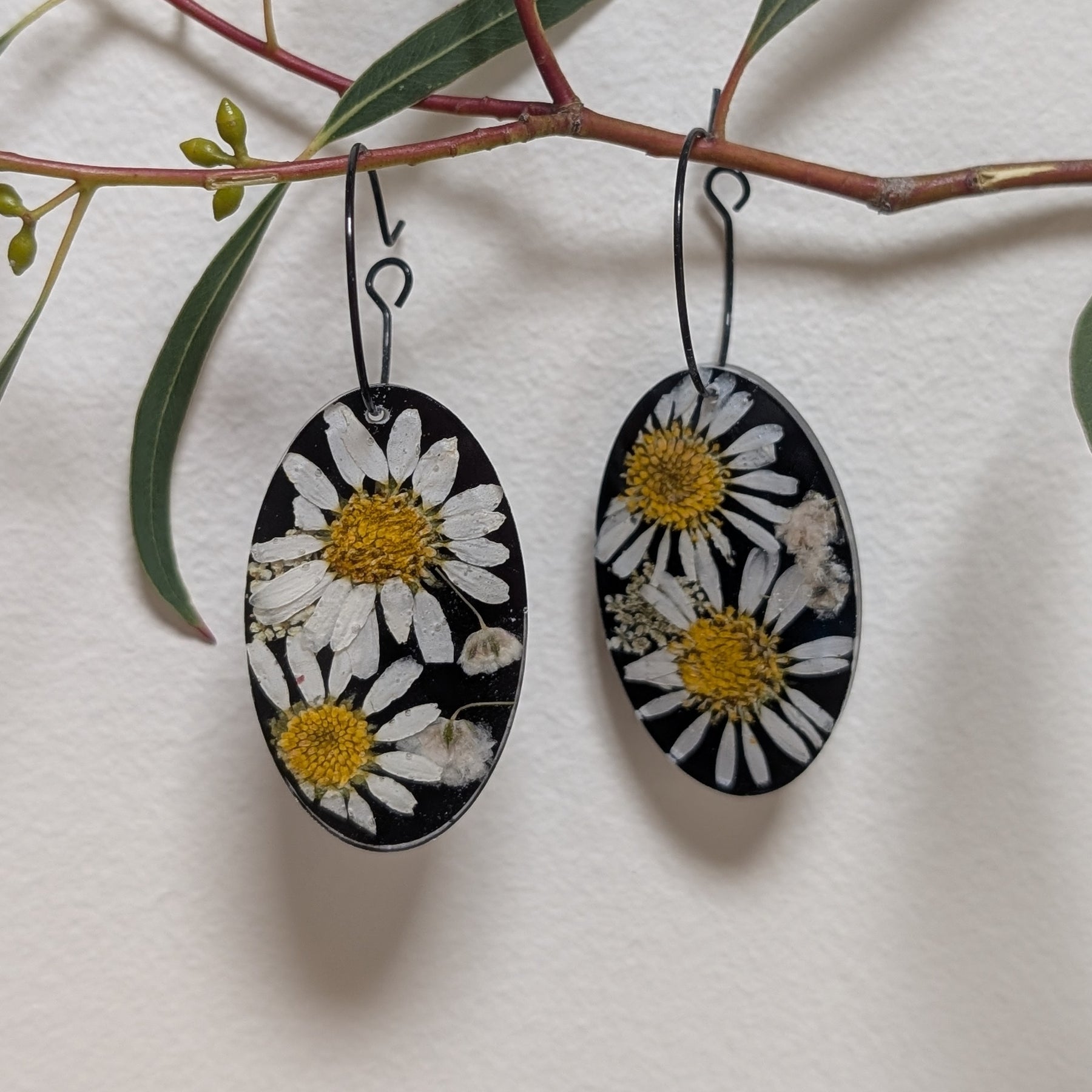 Real flower earrings, daisies, black background