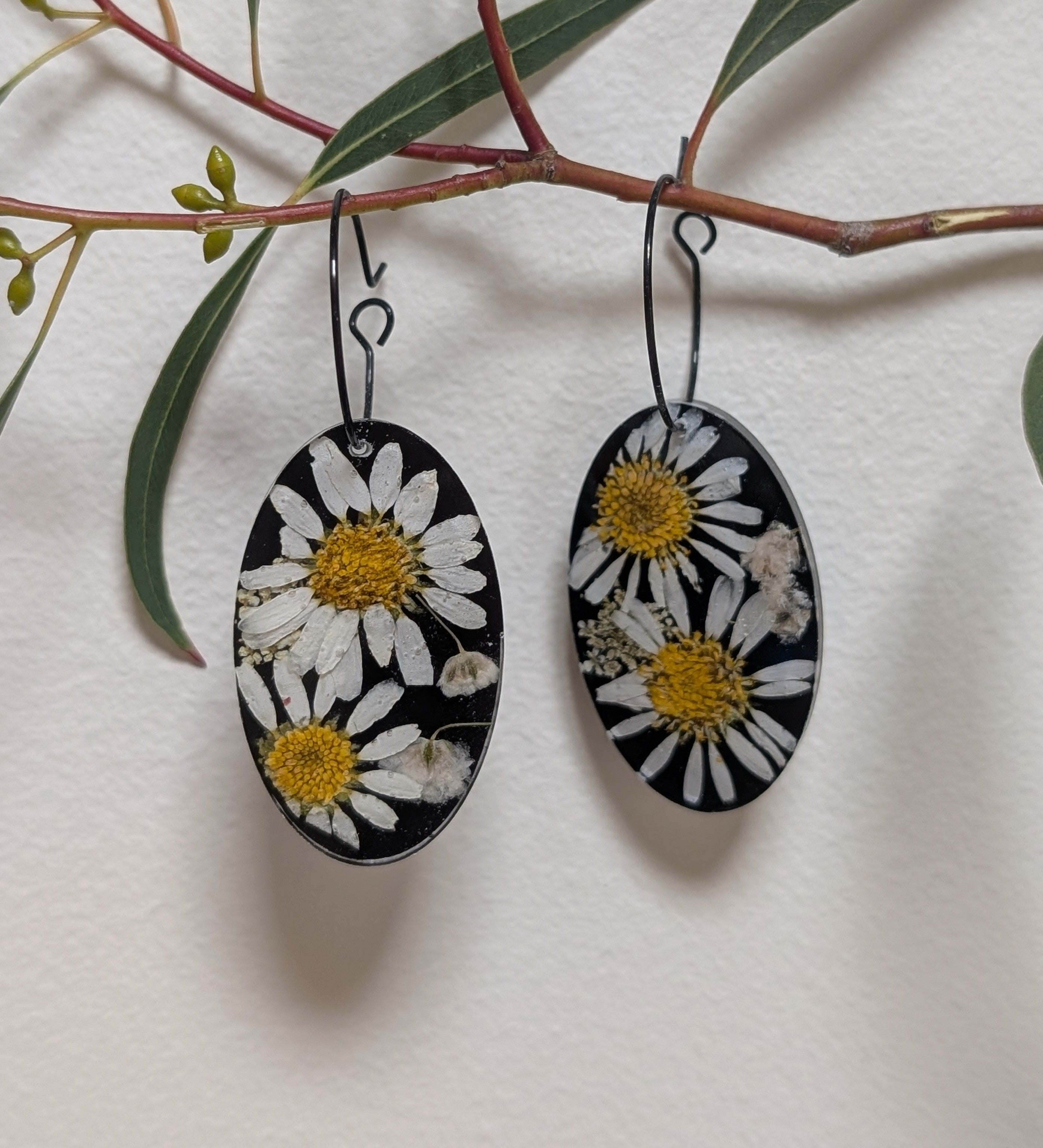 Real flower earrings, daisies, black background