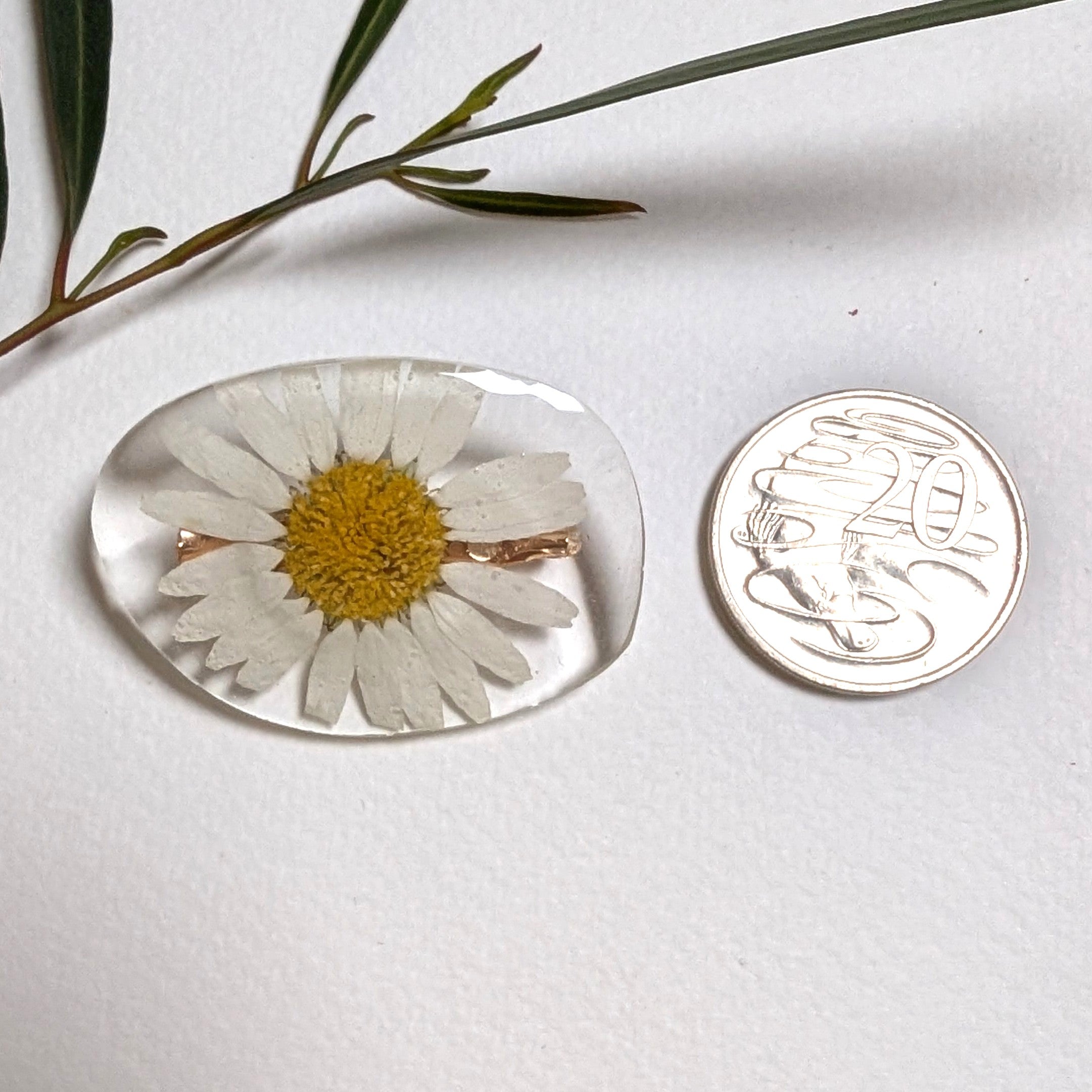 Real daisy in resin brooch