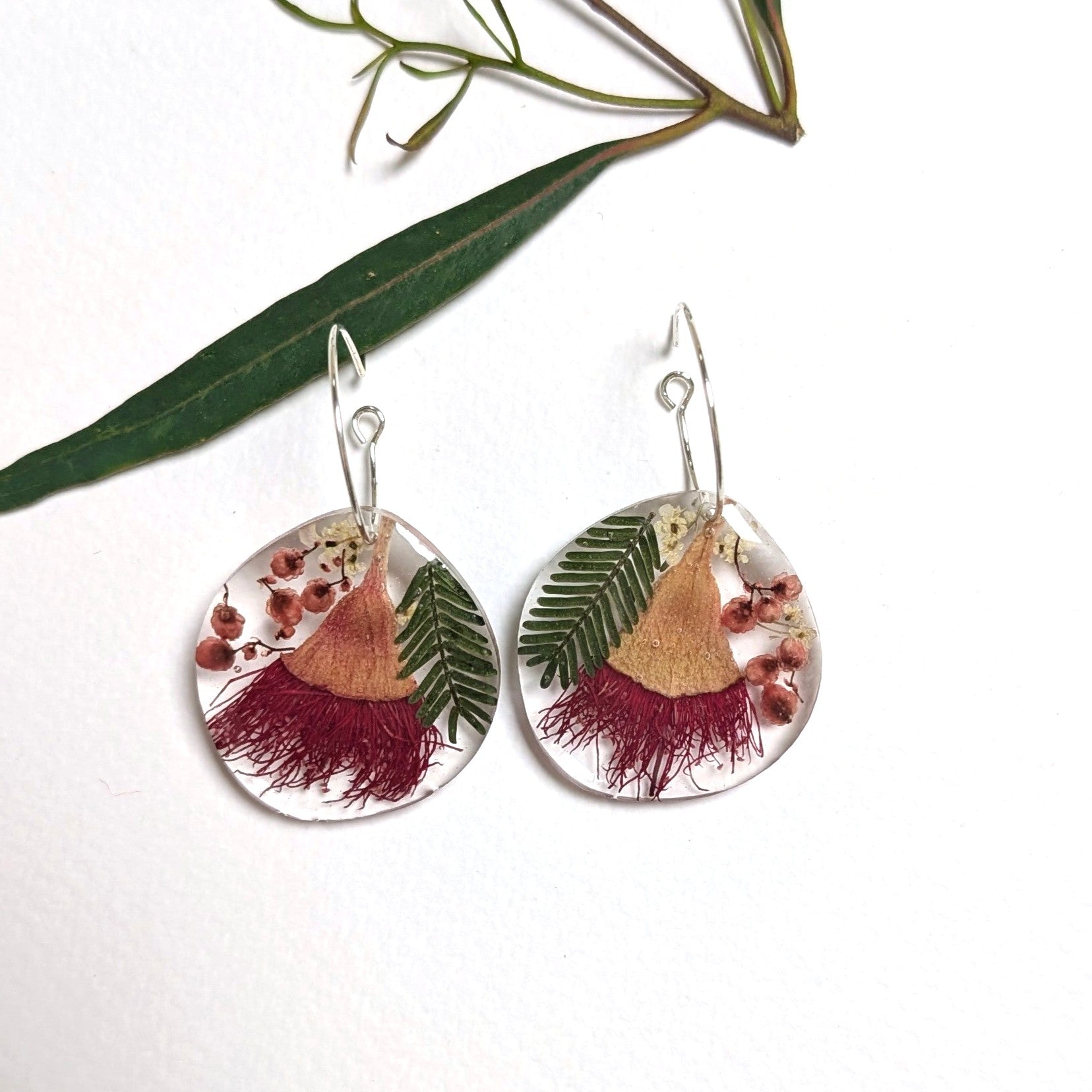 Red flowering gum, Aussie natives